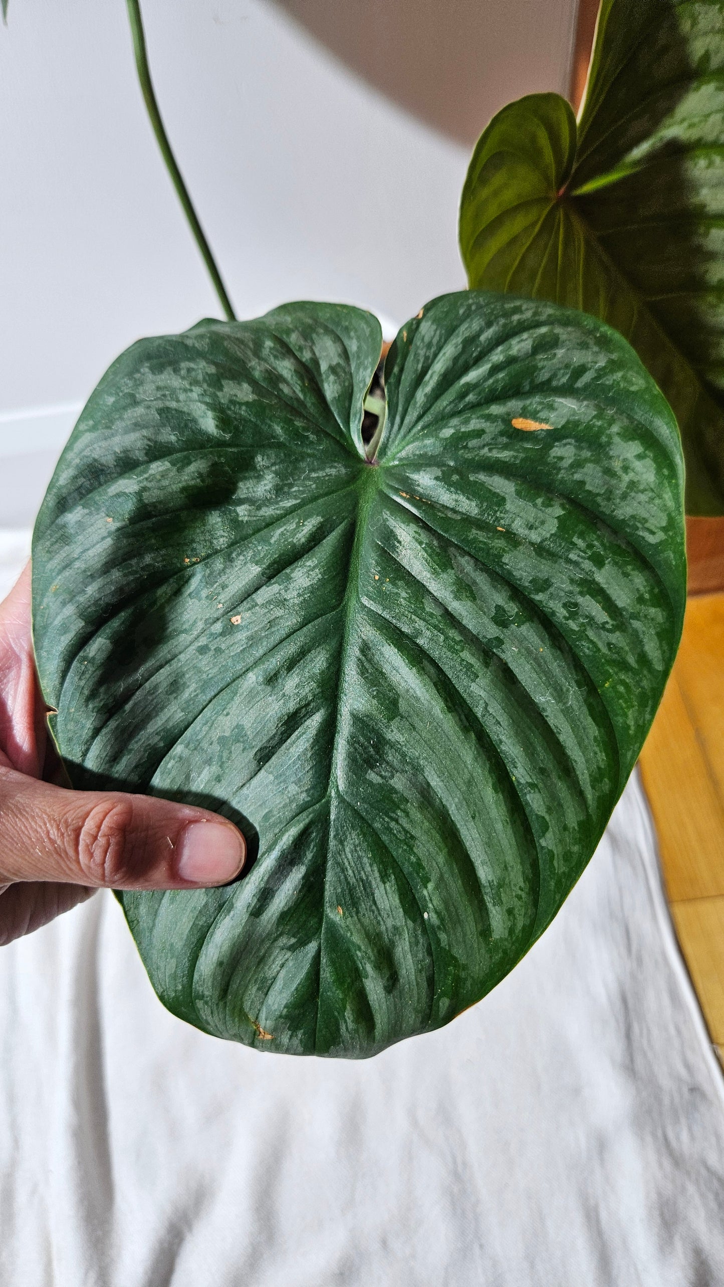 Philodendron Mamei X Lynamii (PHI-937)