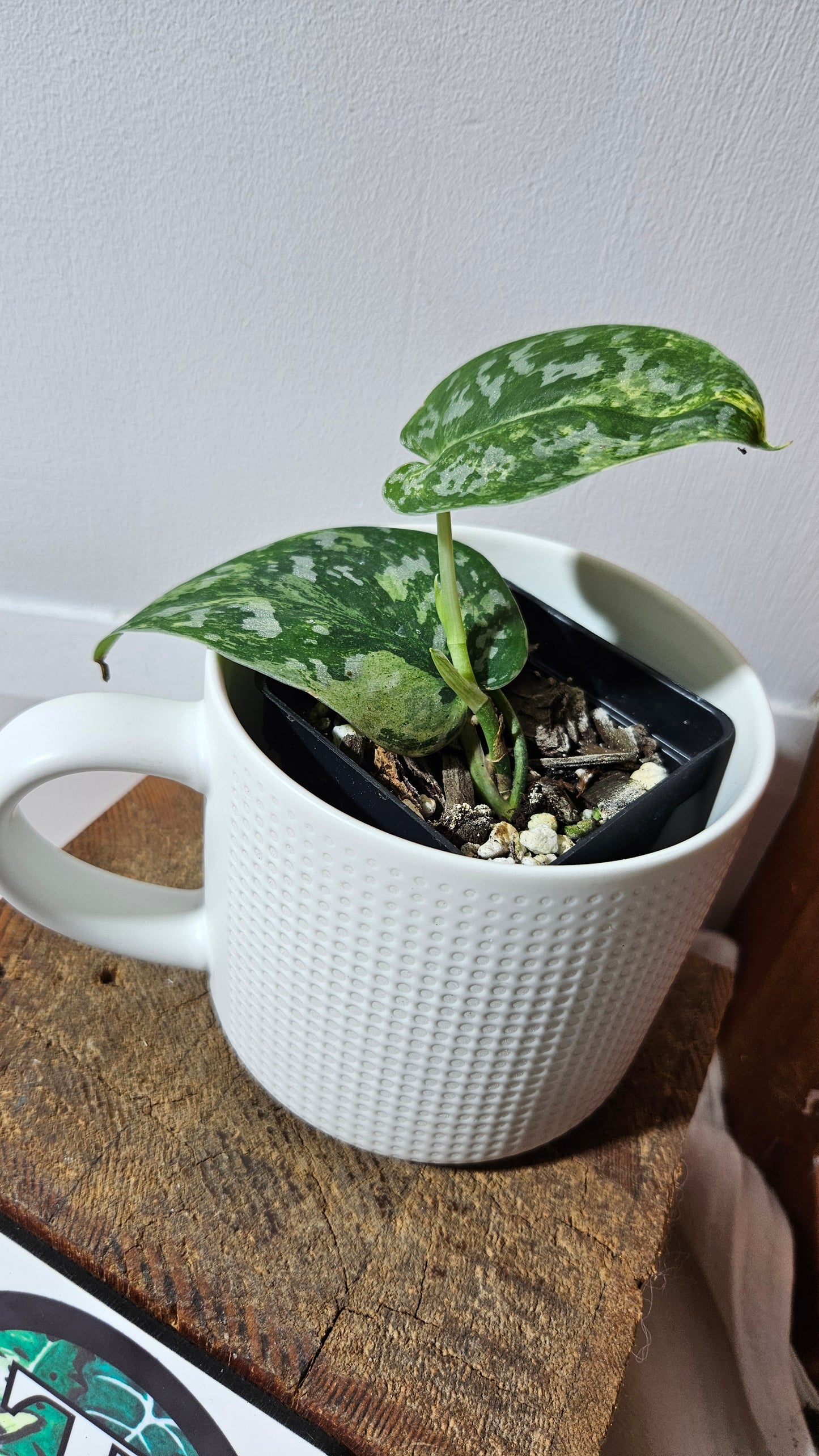 Scindapsus Argyraeus Permata (SCI-1347)