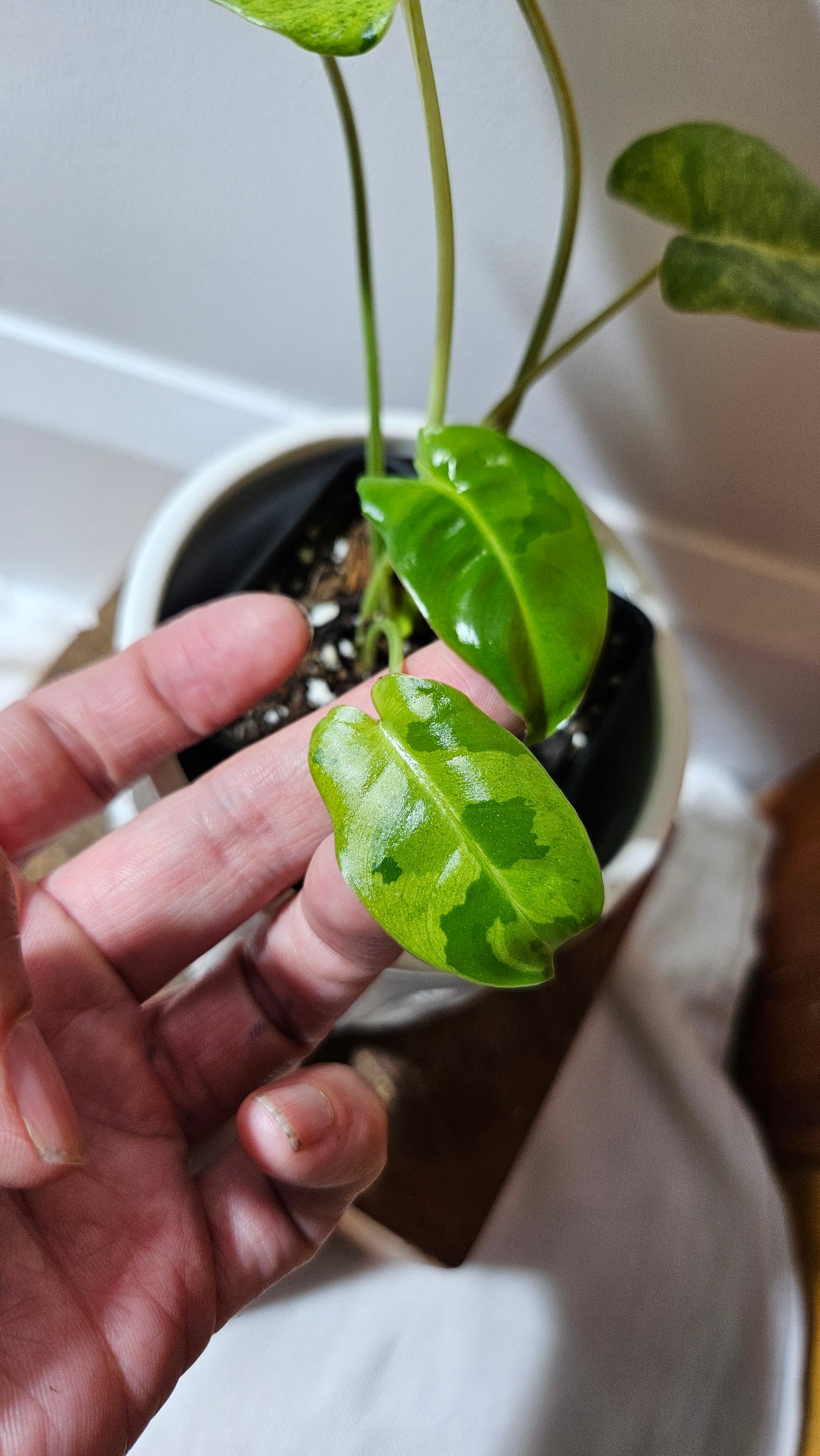 Philodendron BurleMarx Variegata X Paraiso Verde (PHI-914)