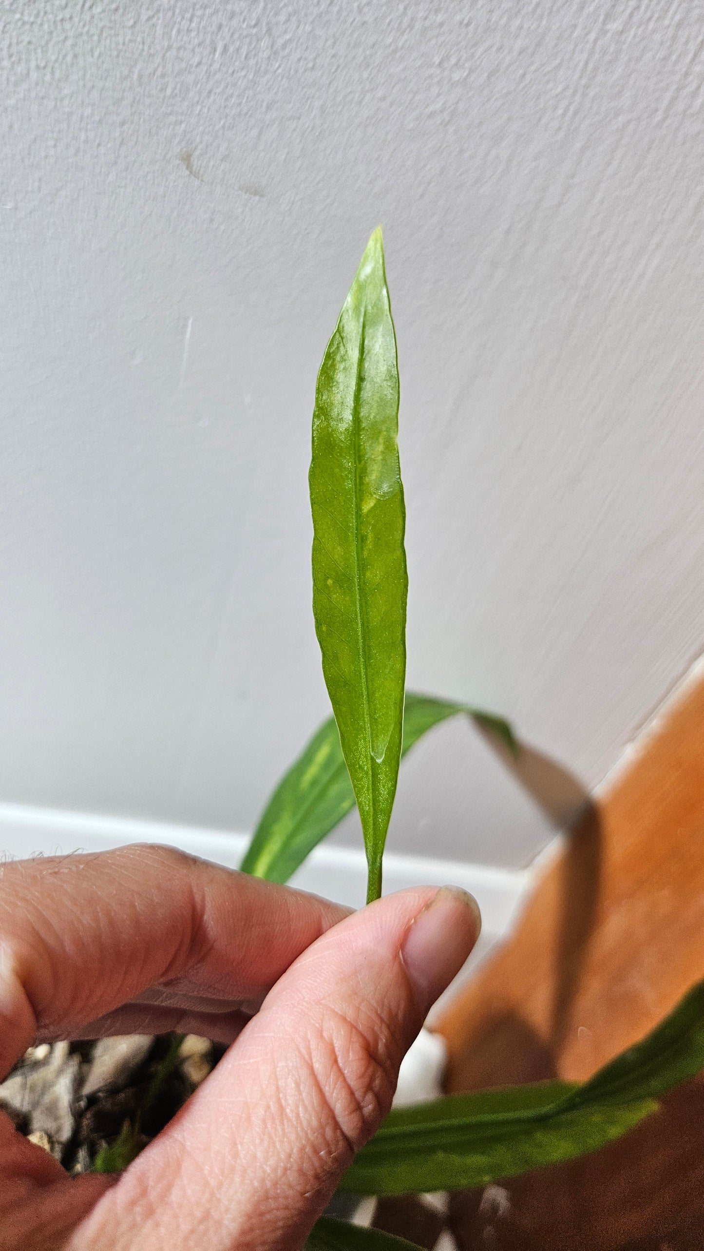 Anthurium Vittarifolium Variegata "format MOYEN" (ANT-444)