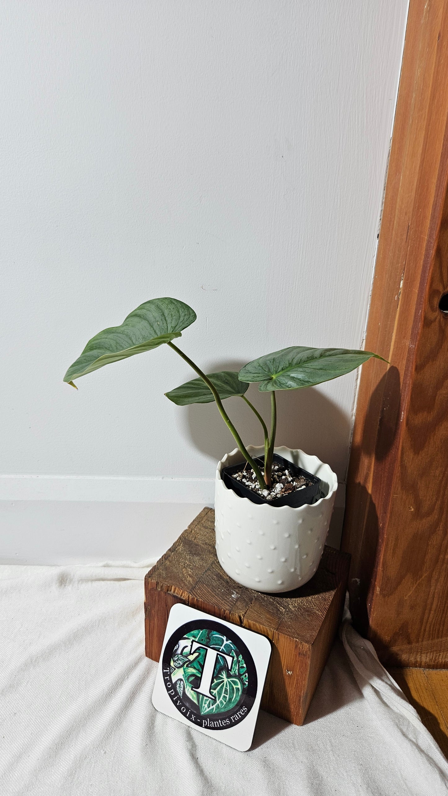 Philodendron Pastazanum Platinum (PHI-828)