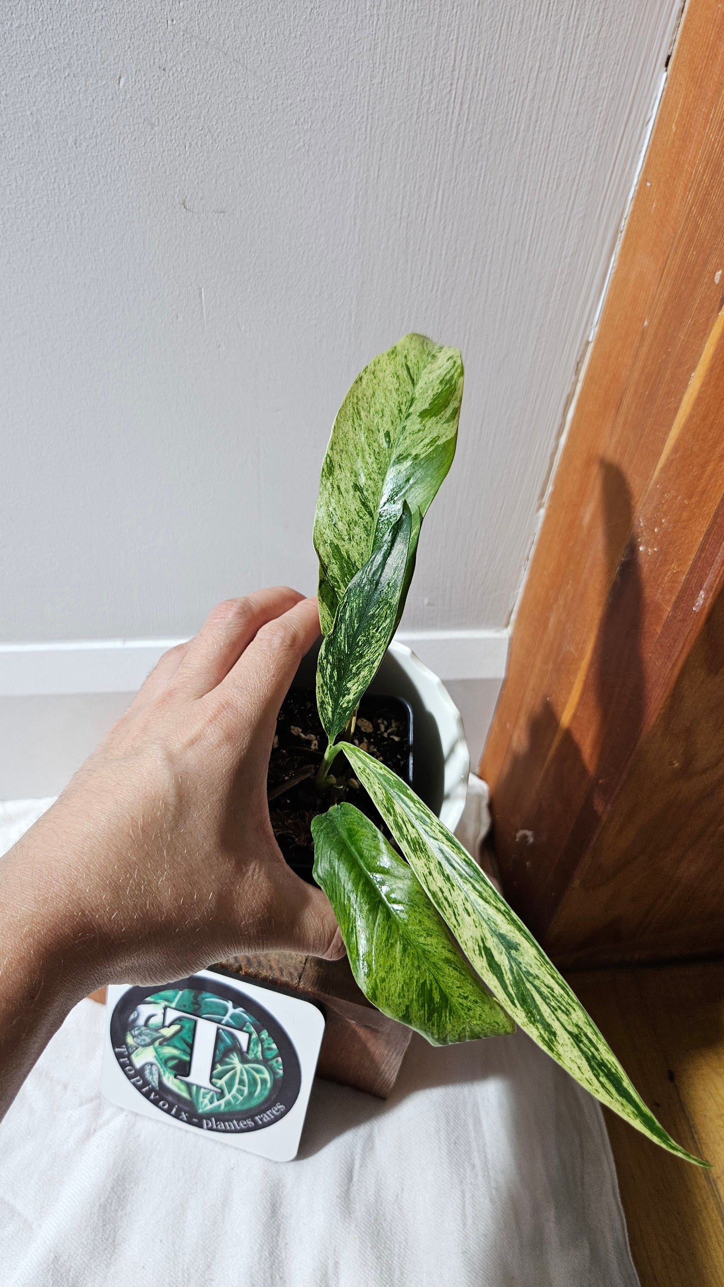Rhaphidophora Megasperma Variegata (AUT-072)