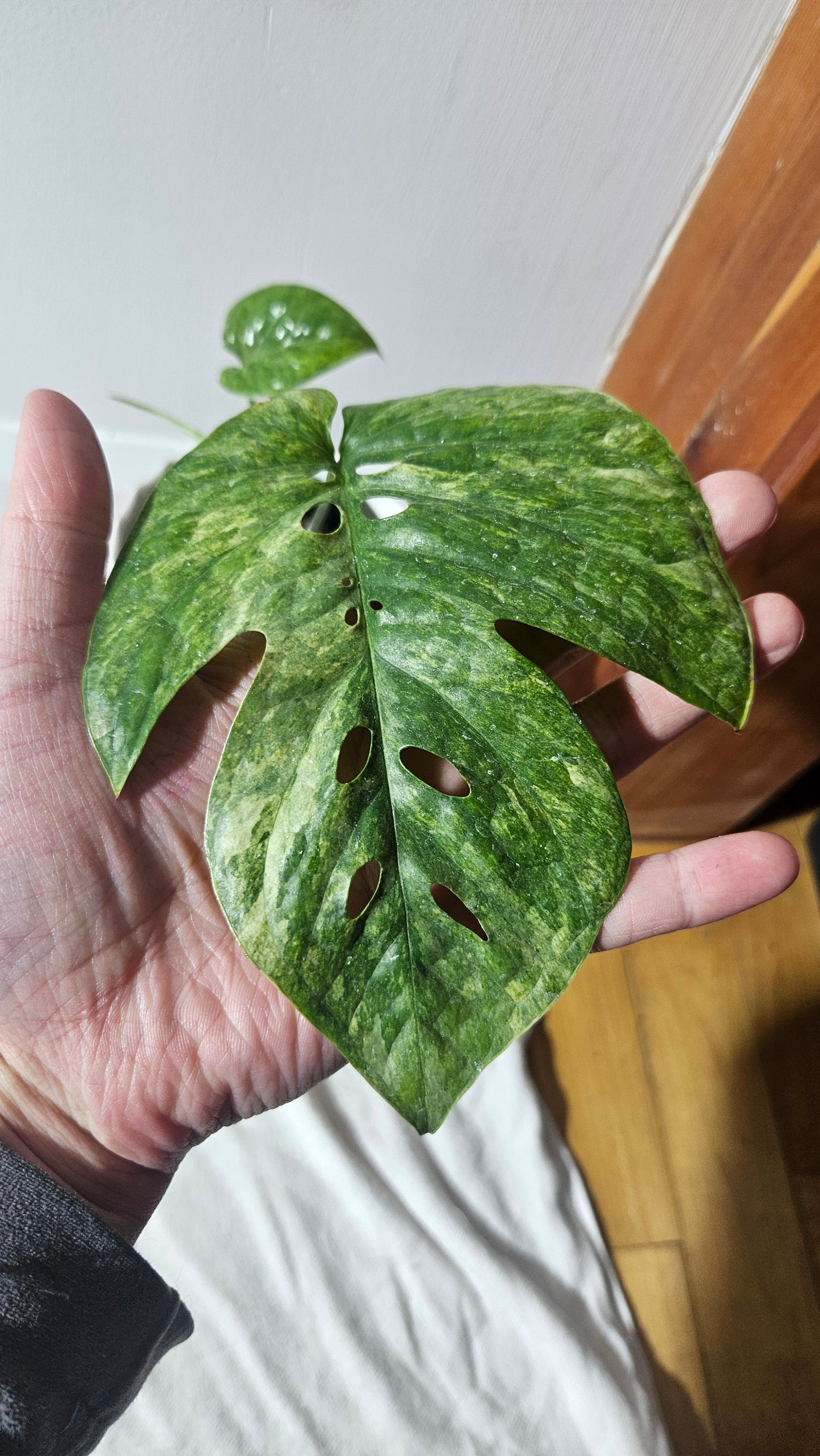 Amydrium Medium Mint Variegata (AMY-027)