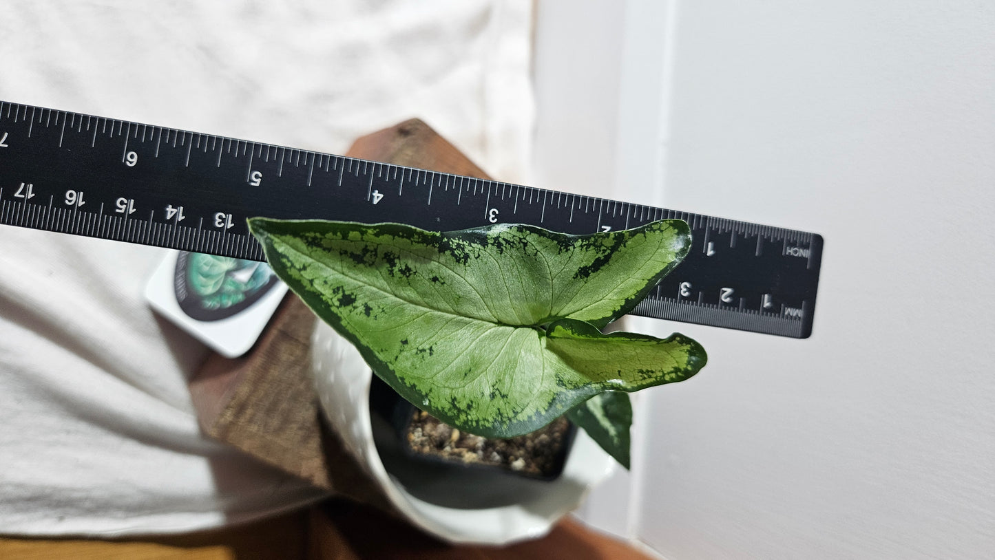 Syngonium Finger /Little Star (SYN-419)