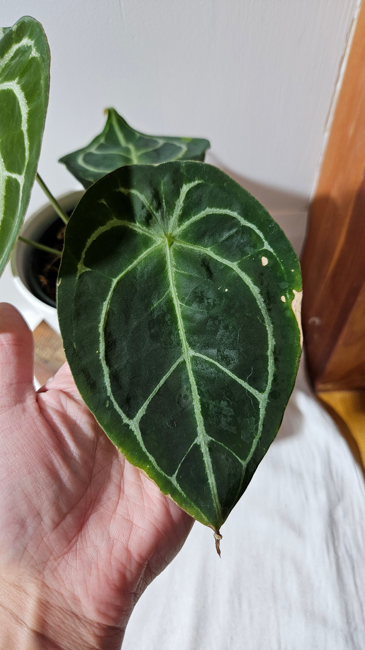 Anthurium Forgetti Dark "LARGE format" (ANT-122)