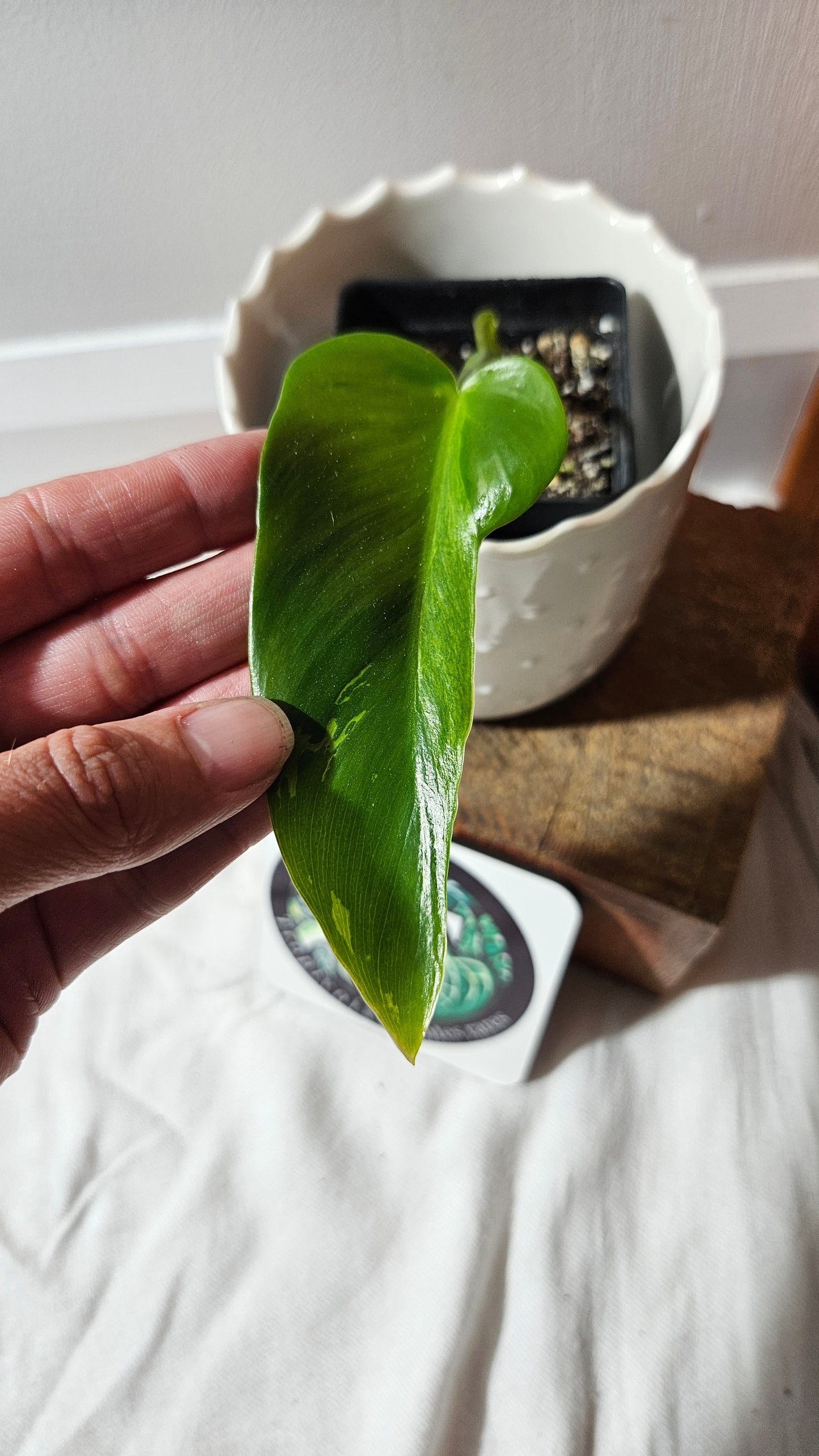 Philodendron Lime fiddle/ Minarum (PHI-878)
