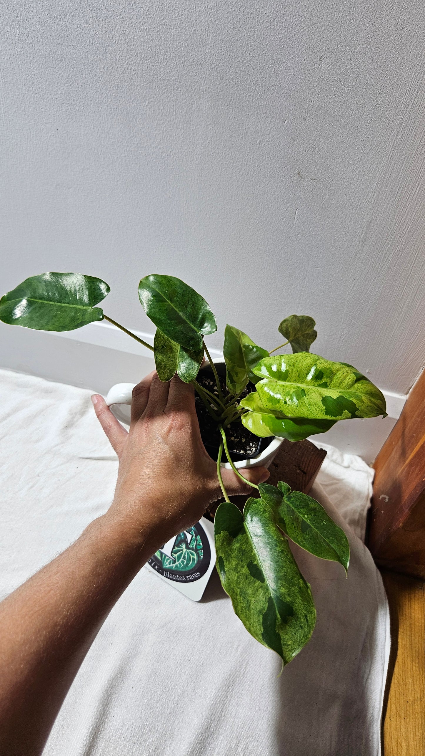 Philodendron BurleMarx Variegata X Paraiso Verde (PHI-913)