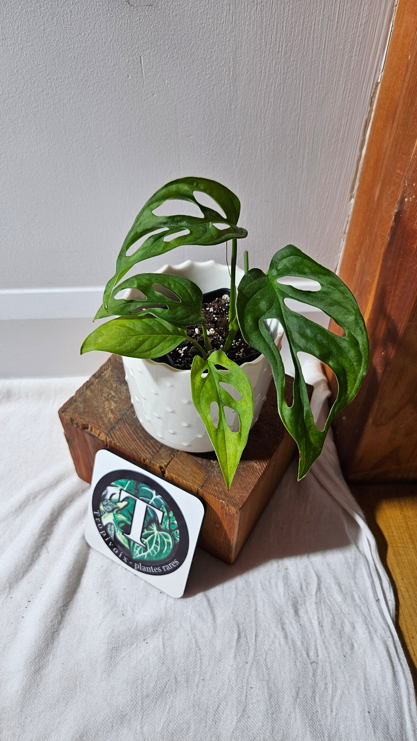 Monstera Obliqua Aff Tena (MON-092)