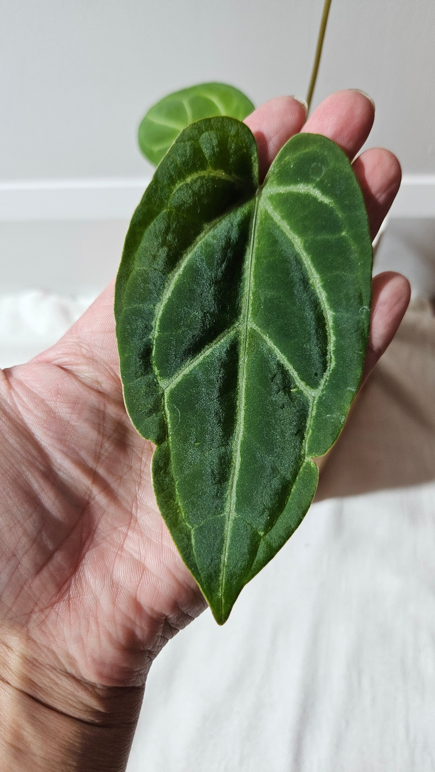 Anthurium Papi x Magnificum "SEEDLING format" (ANT-142)