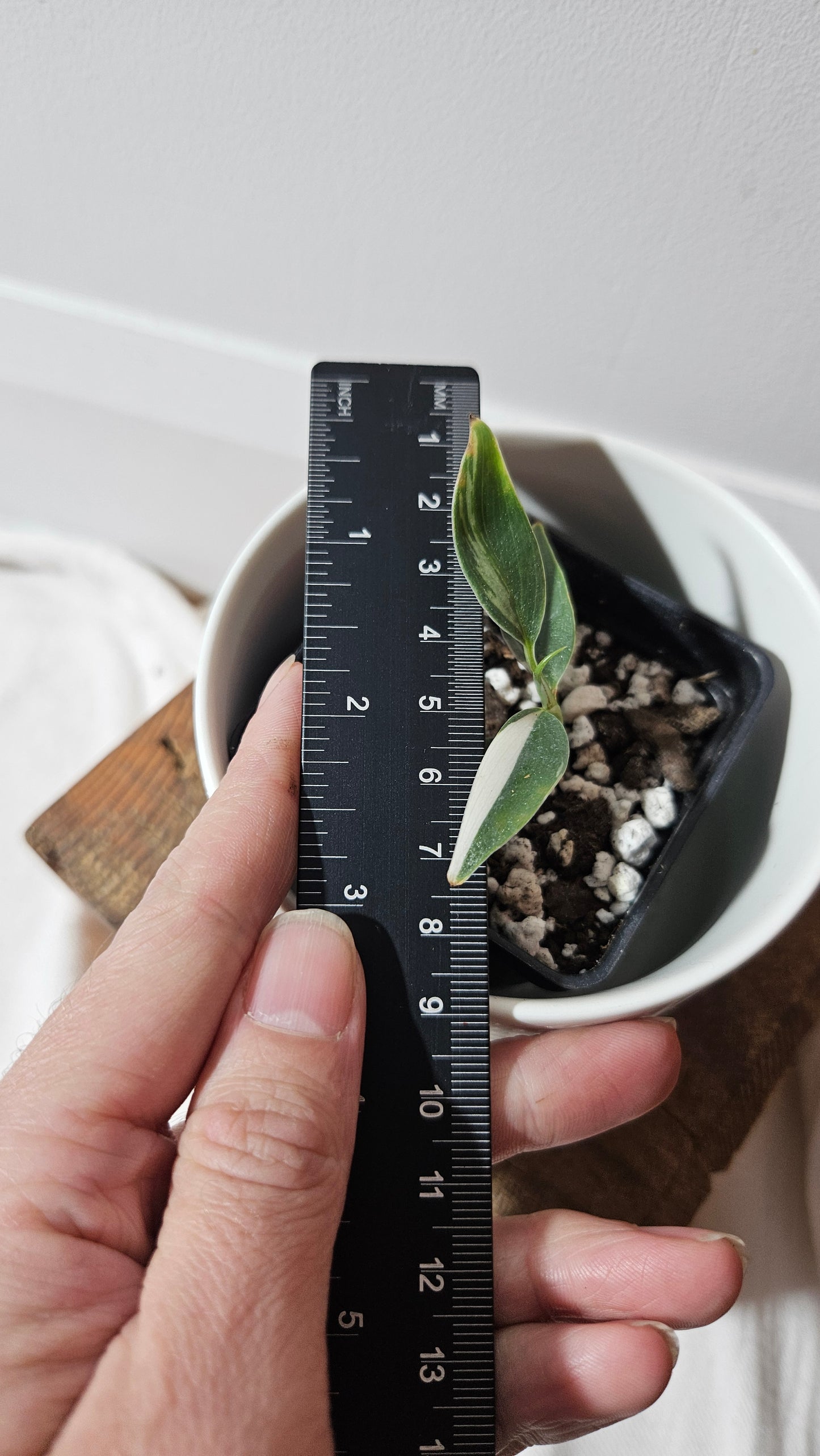 Scindapsus Hederaceus Blue Albo (SCI-1340)