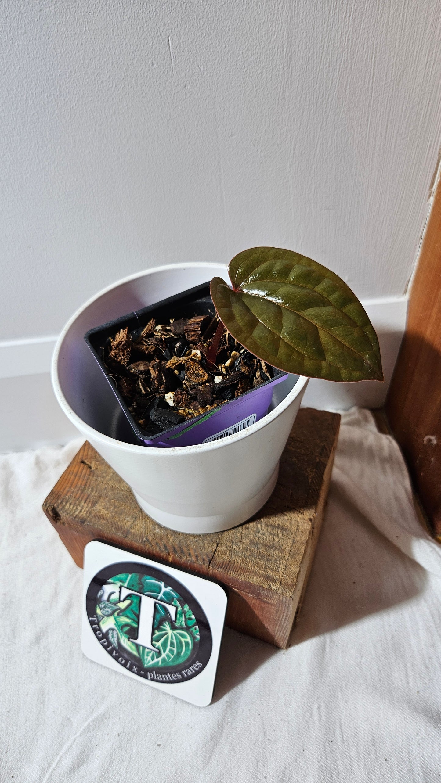 Anthurium Radican "format PETIT" (ANT-500)