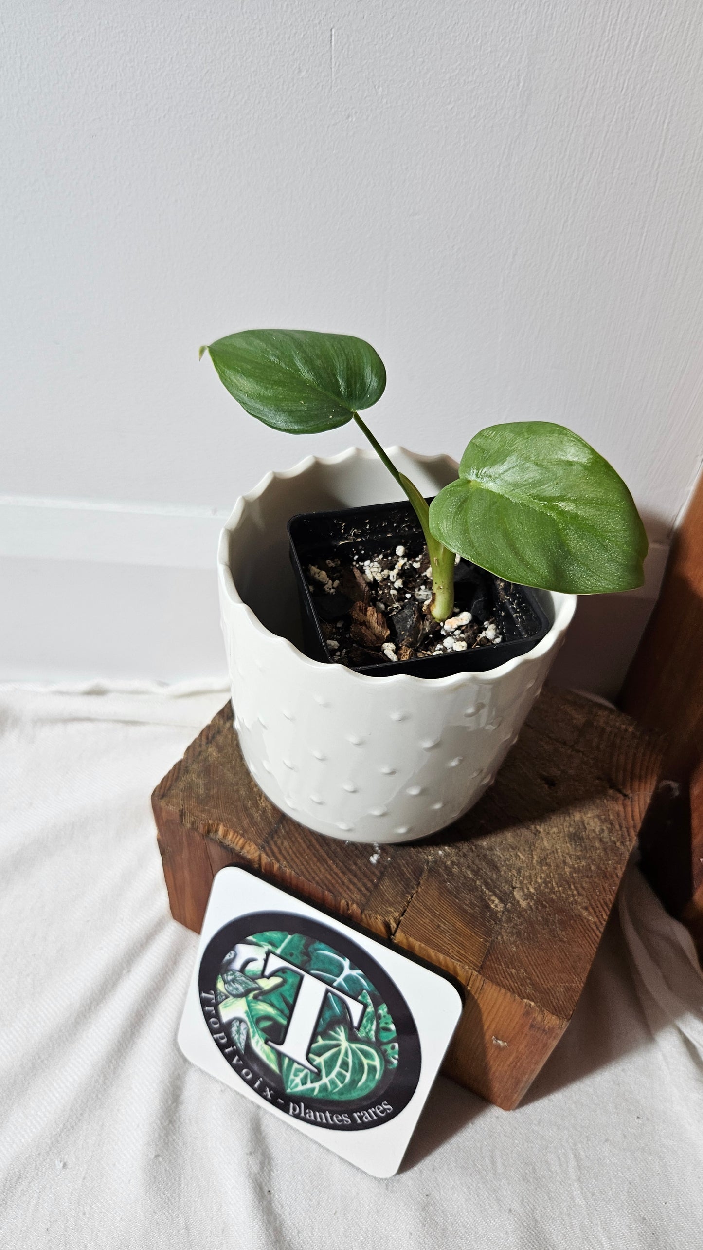 Philodendron Pastazanum Platinum (PHI-826)