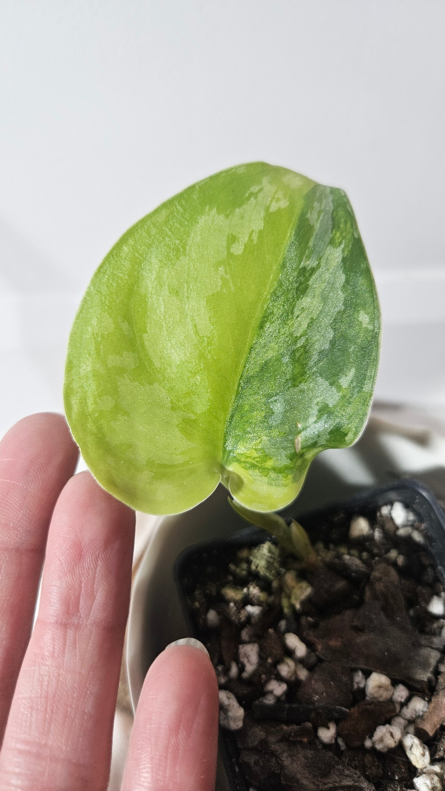 Scindapsus Swarnabhumi (SCI-963)