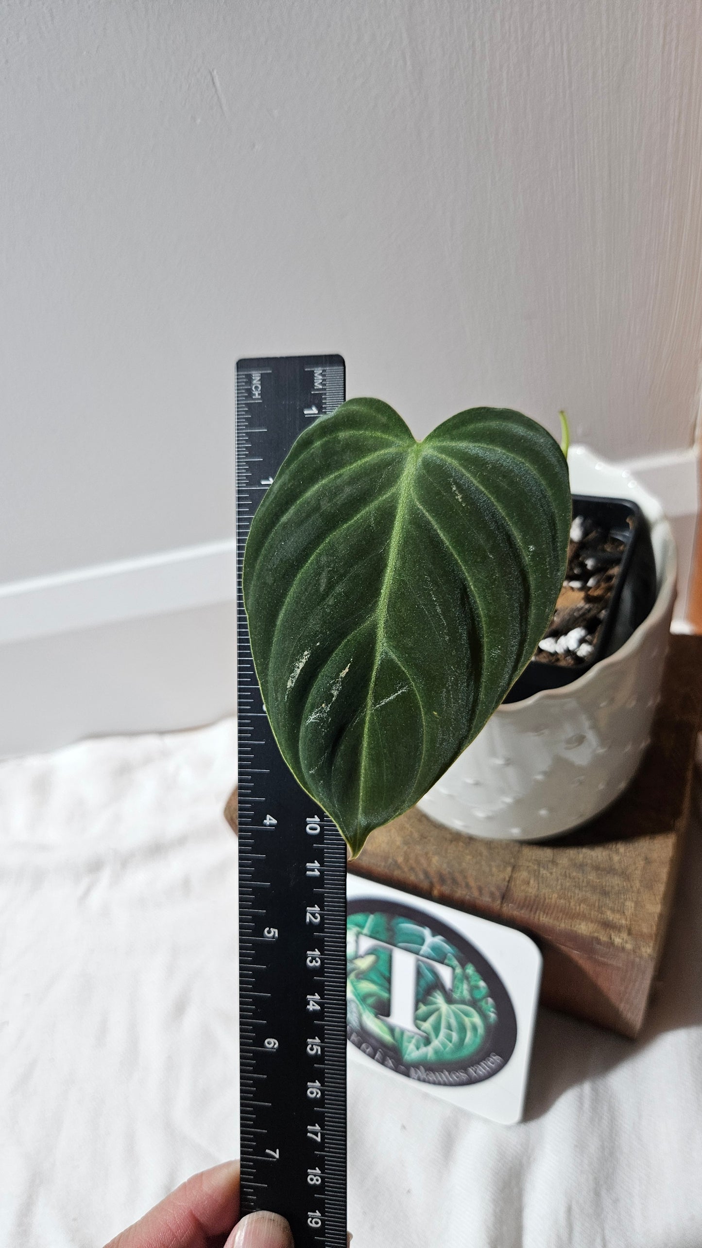 Philodendron Rubrijuvenile X Melanochrysum (PHI-888)
