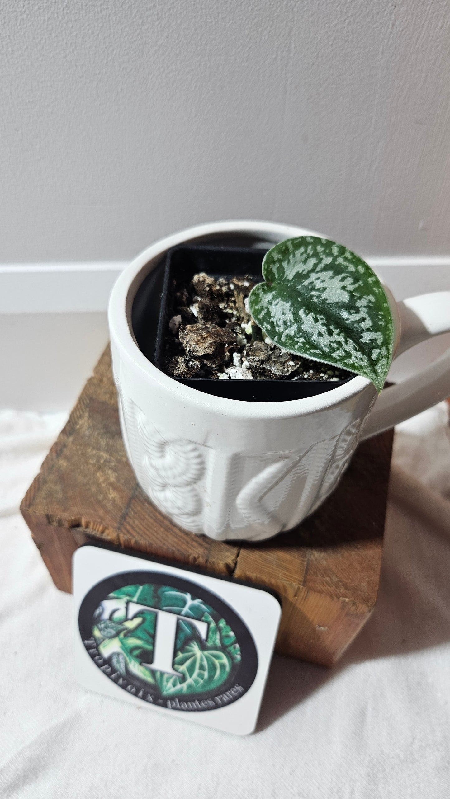 Scindapsus Silver Queen (SCI-1185)