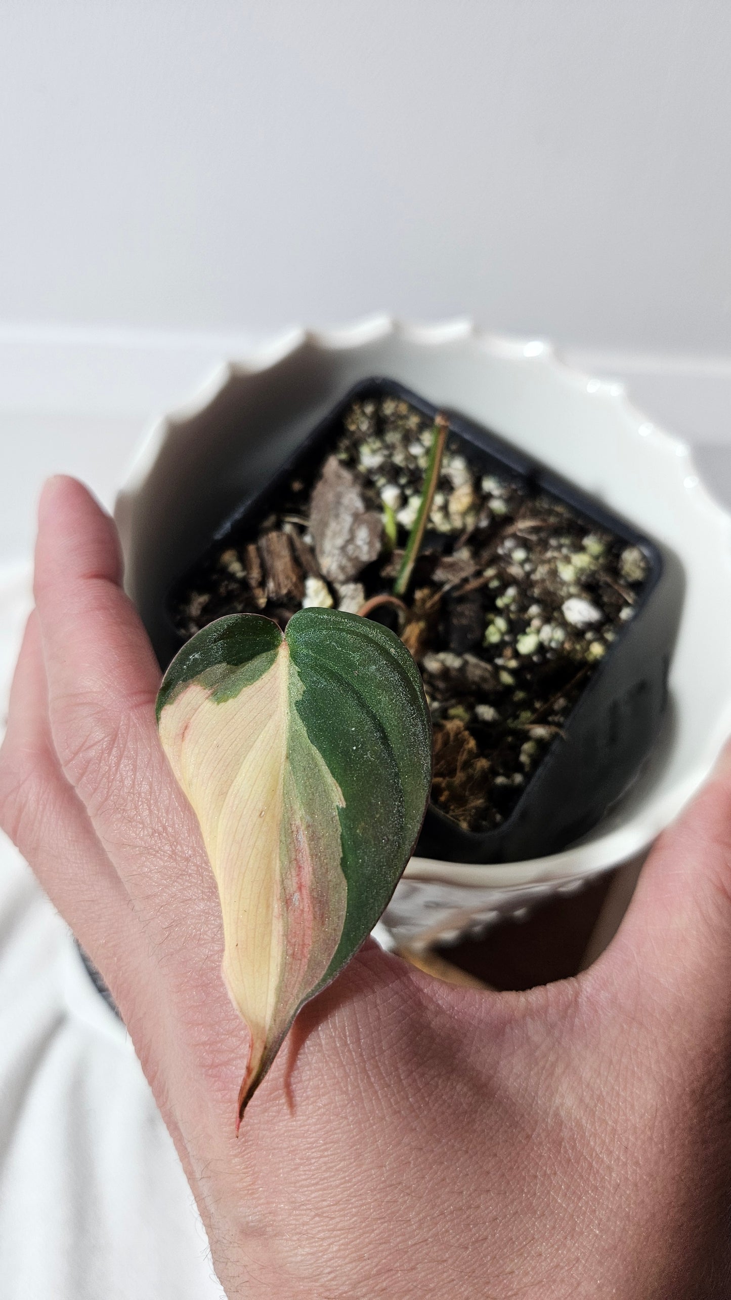 Philodendron Mican Variegata (PHI-861)