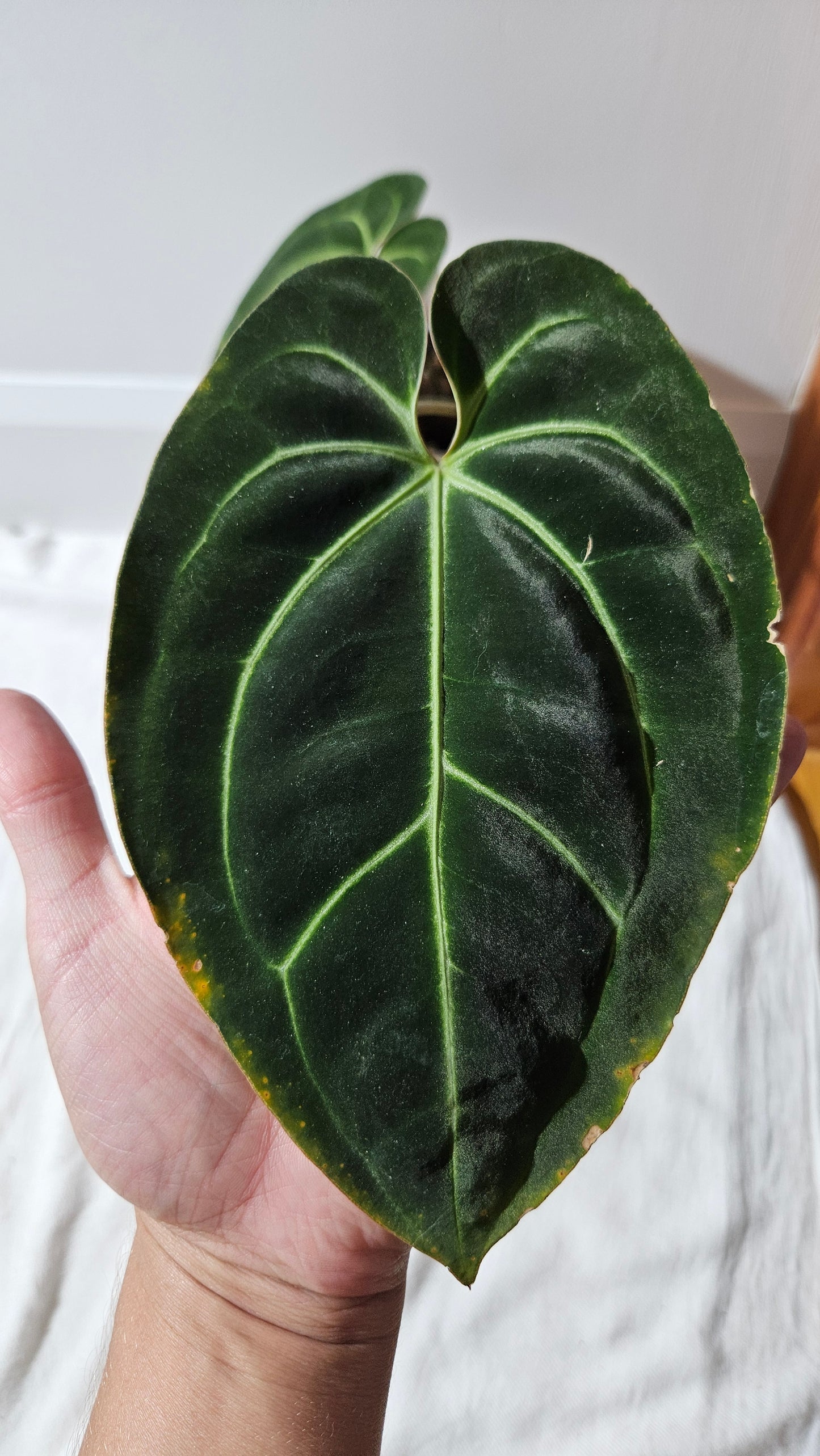 Anthurium Besseae Aff Pink "Format MOYEN/LARGE" (ANT-528)