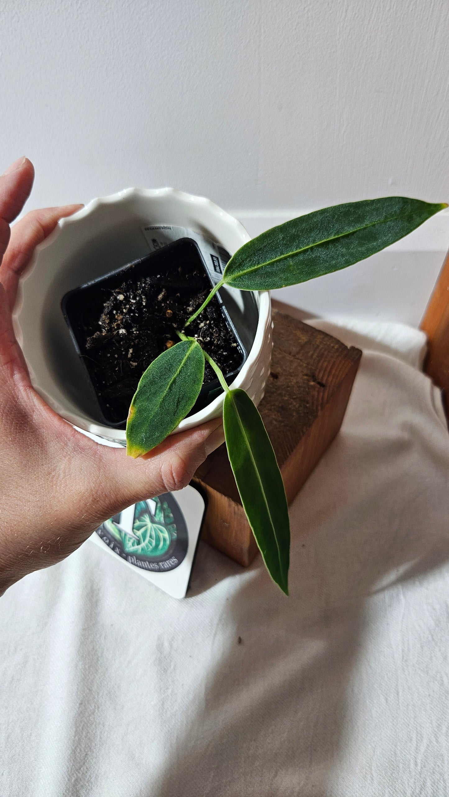 Anthurium Warocqueanum "format PETIT"(ANT-437)