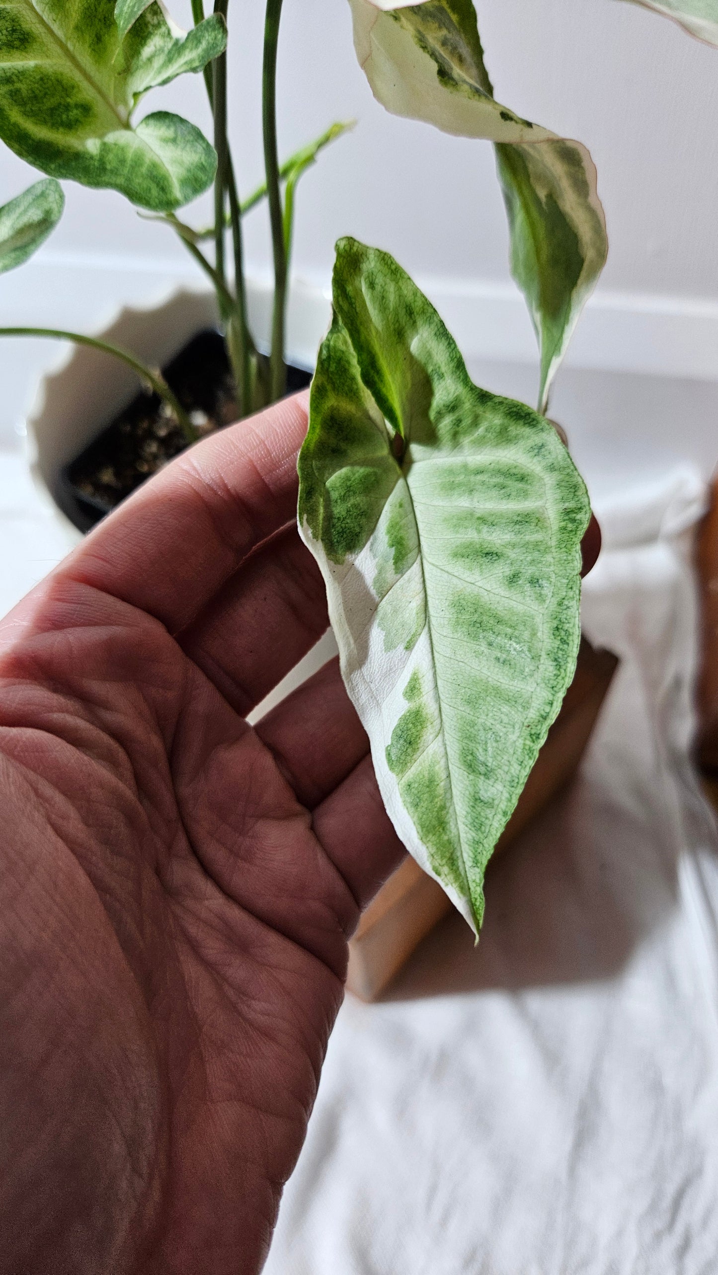 Syngonium T25 (SYN-430)