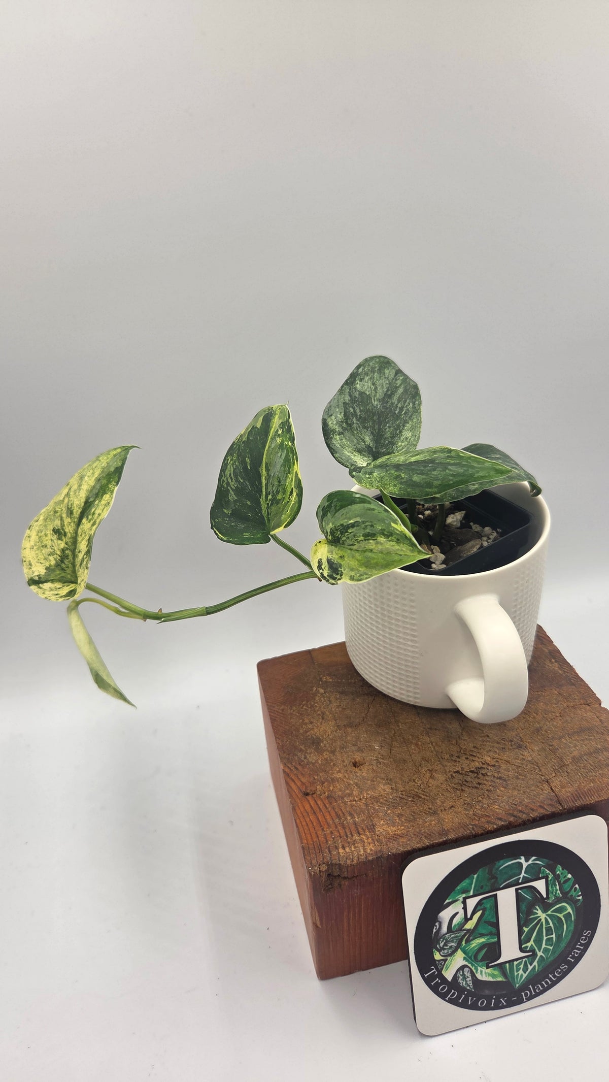 Scindapsus Silver Splash Tricolore (SCI-1231)