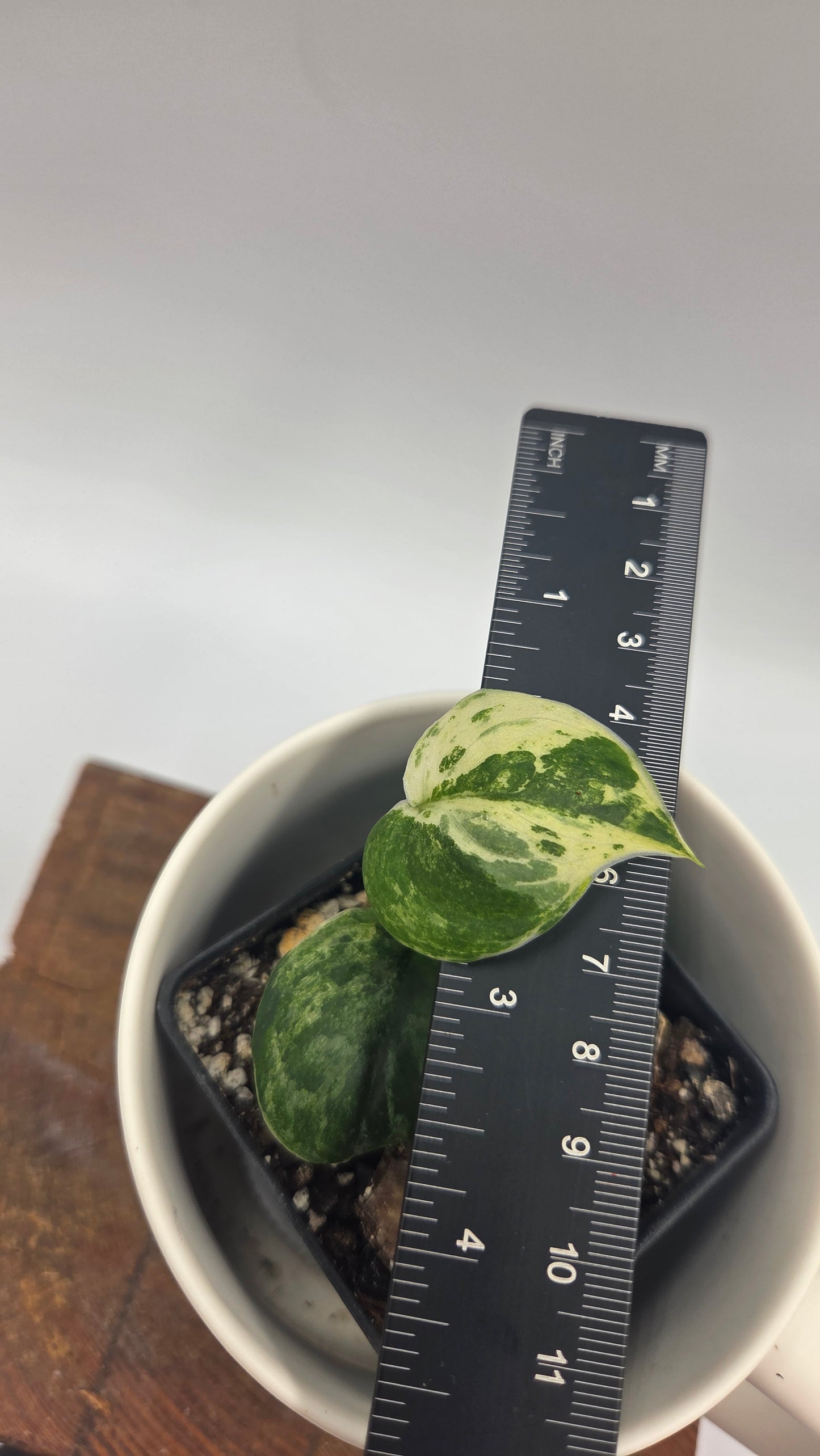 Scindapsus Silver Splash Variegata (SCI-644)