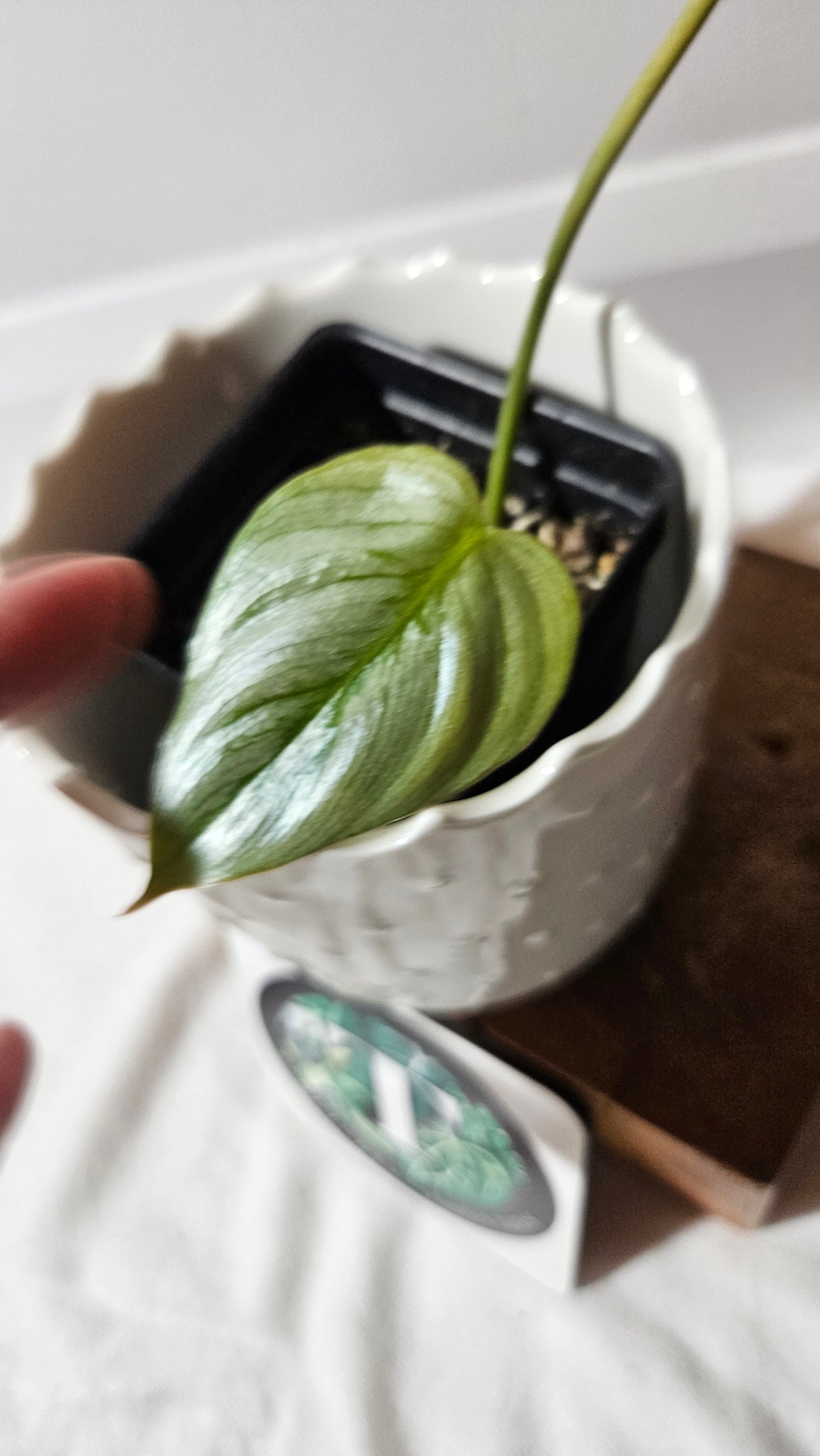 Philodendron Sodiroi (PHI-442)