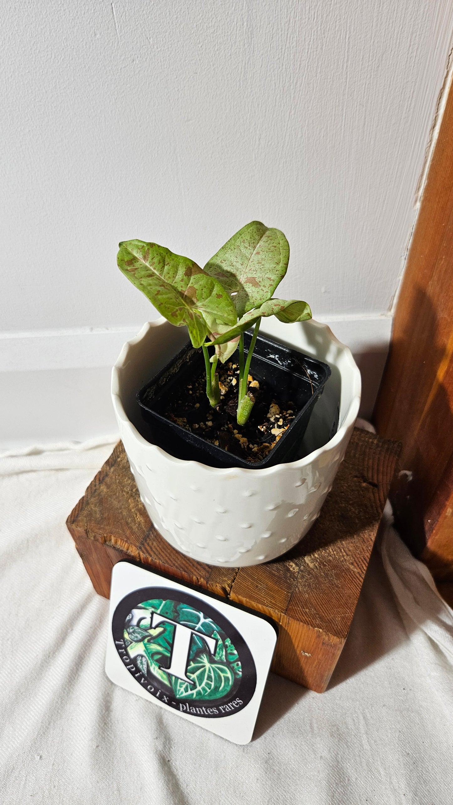 Syngonium Milk Confetti (SYN-455)