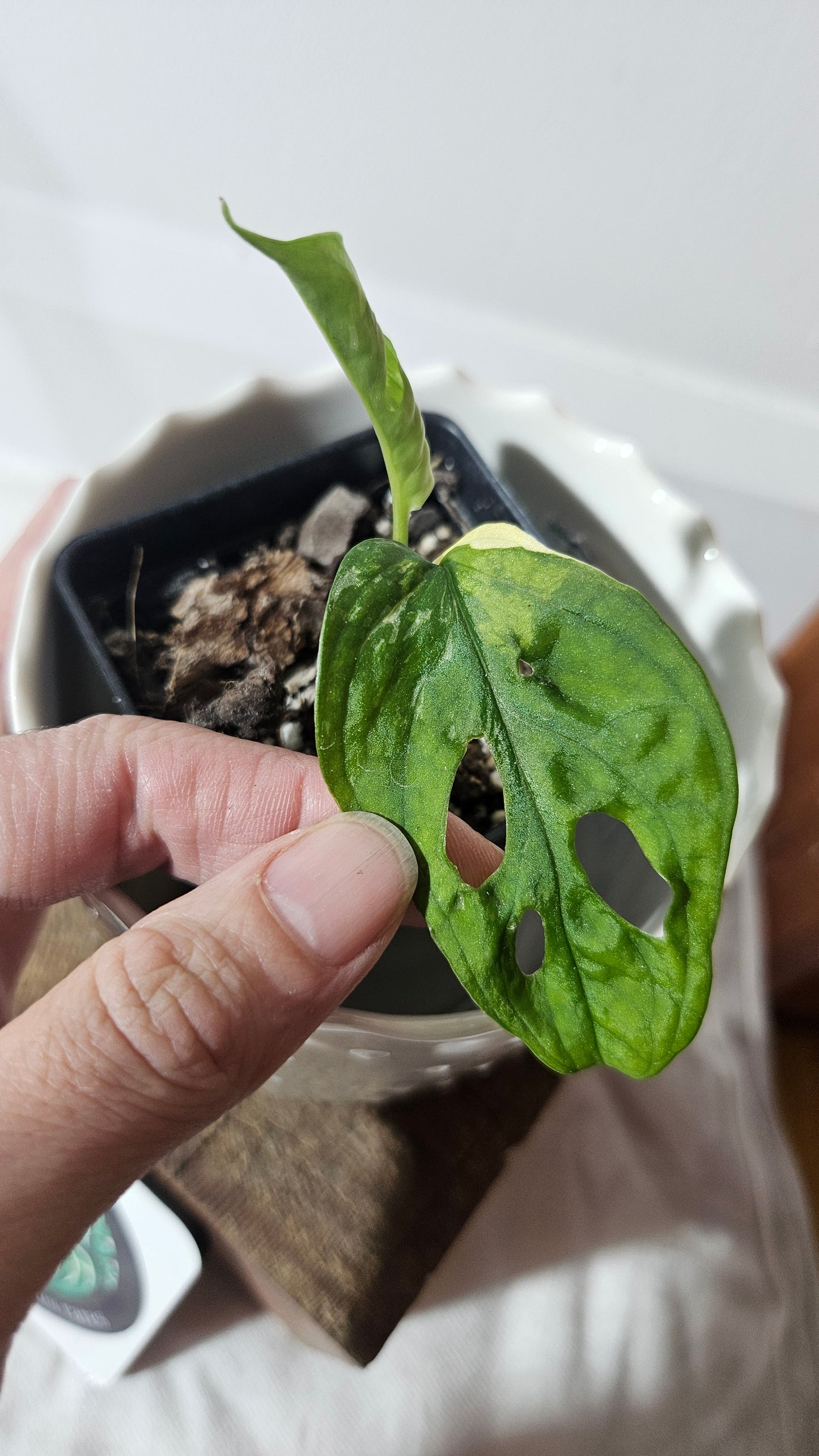 Monstera Andasonii Albo (MON-361)