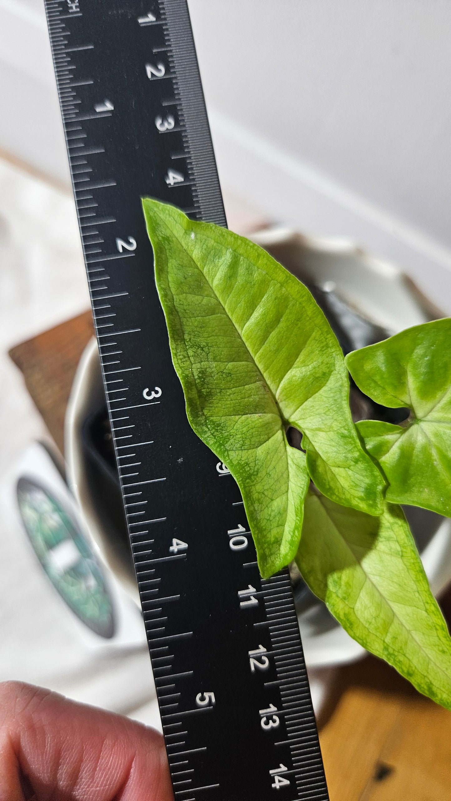 Syngonium Angustatum Lemon (SYN-418)