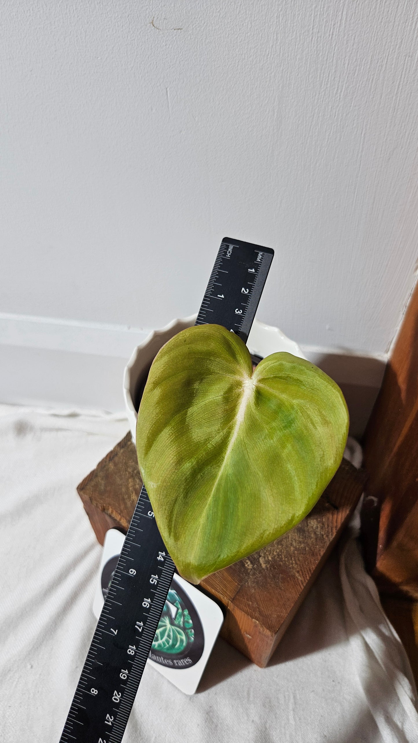 Philodendron Dean McDowell (PHI-829)