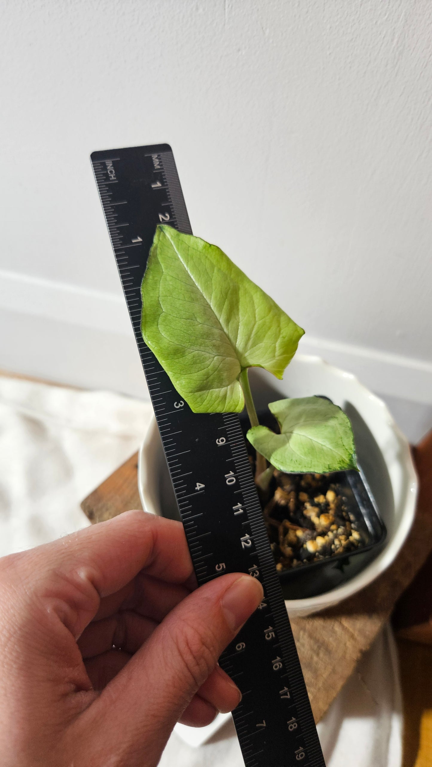 Syngonium Moonshine (SYN-413)