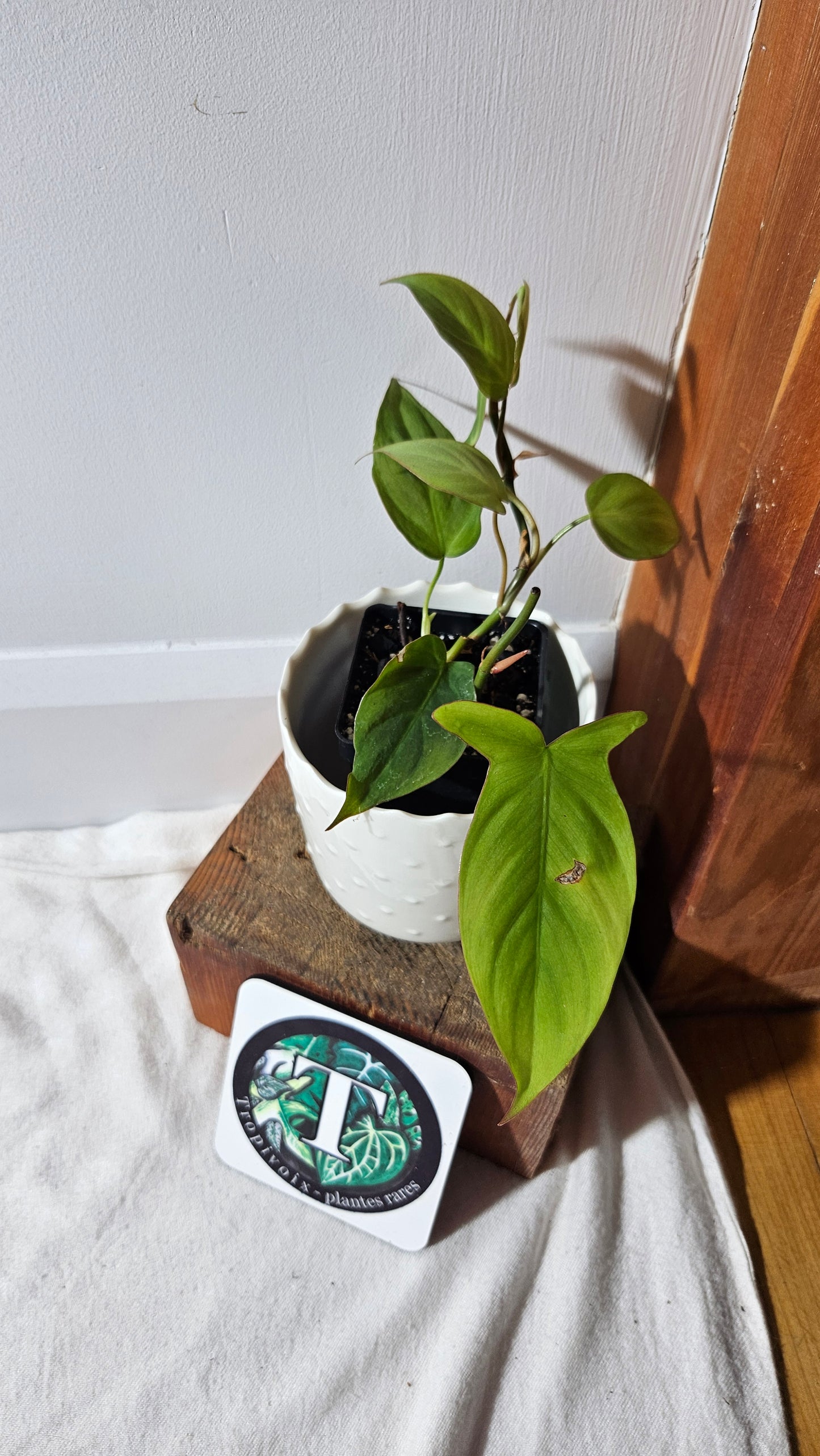 Philodendron Camposportoanum (PHI-781)