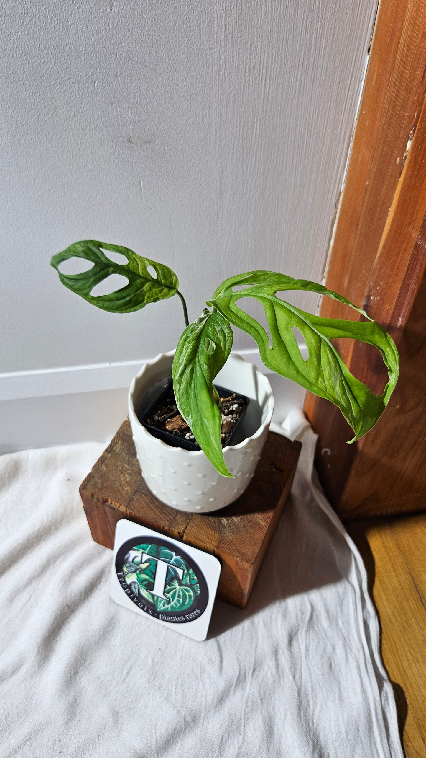 Monstera Andasonii Mint/Indo (MON-422)