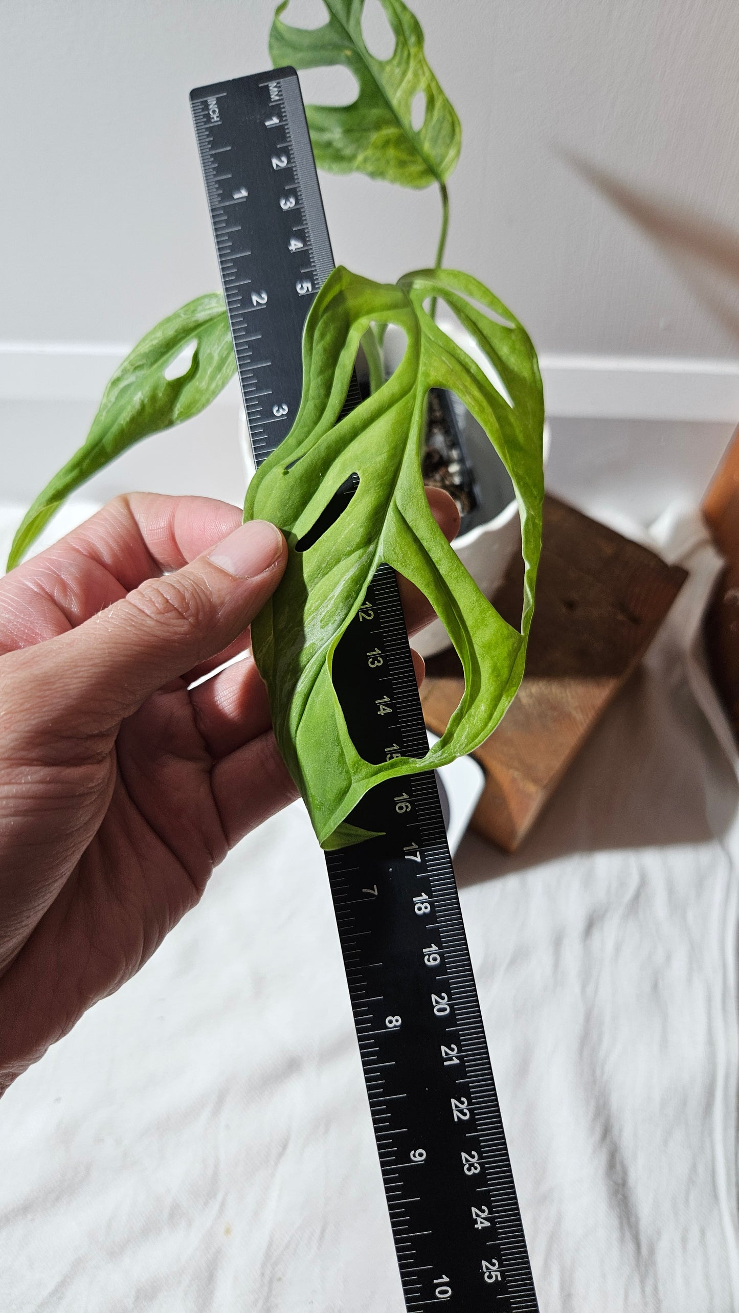 Monstera Andasonii Mint/Indo (MON-422)