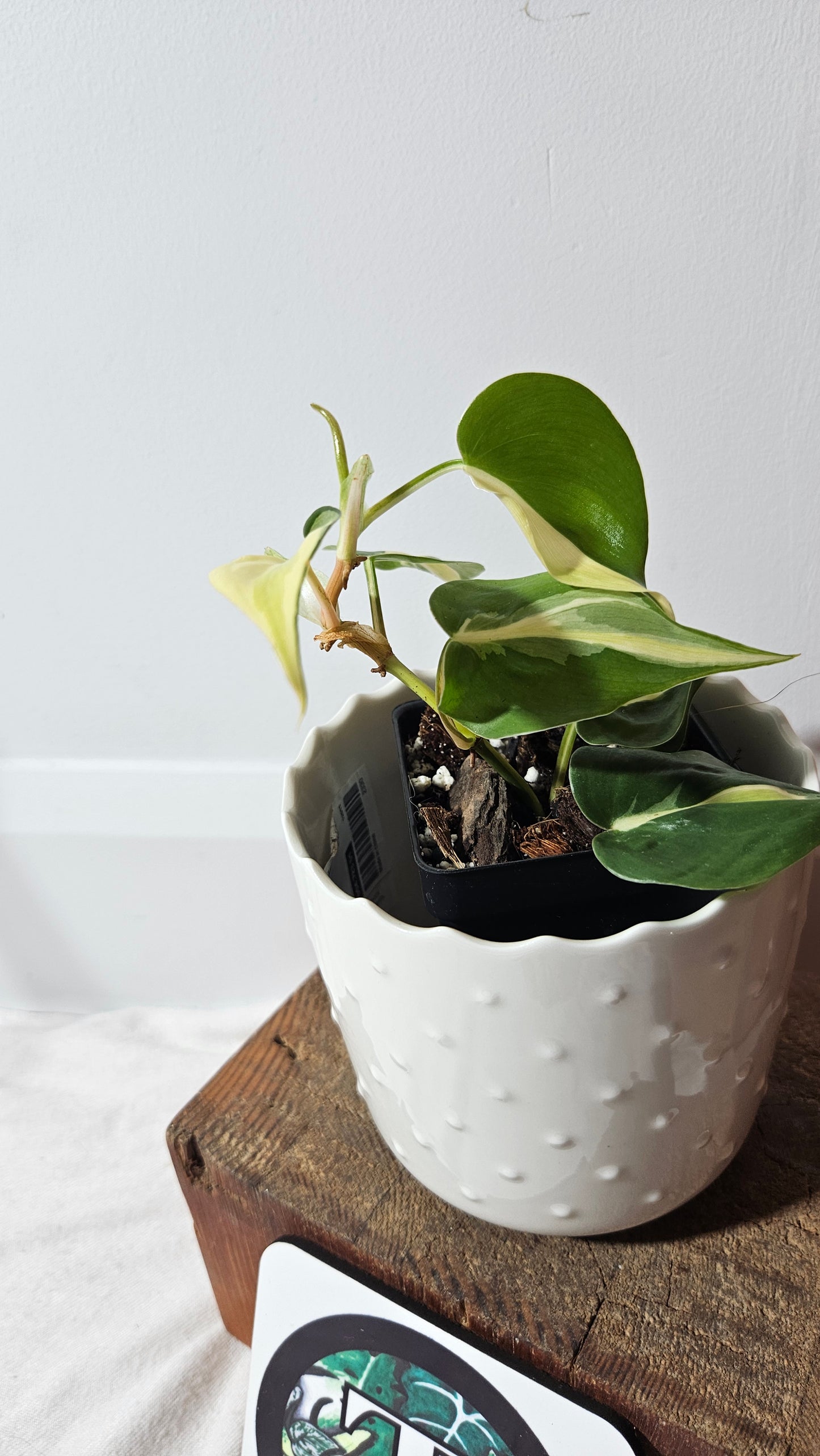 Philodendron Hederaceum Silver Stripe (PHI-737)