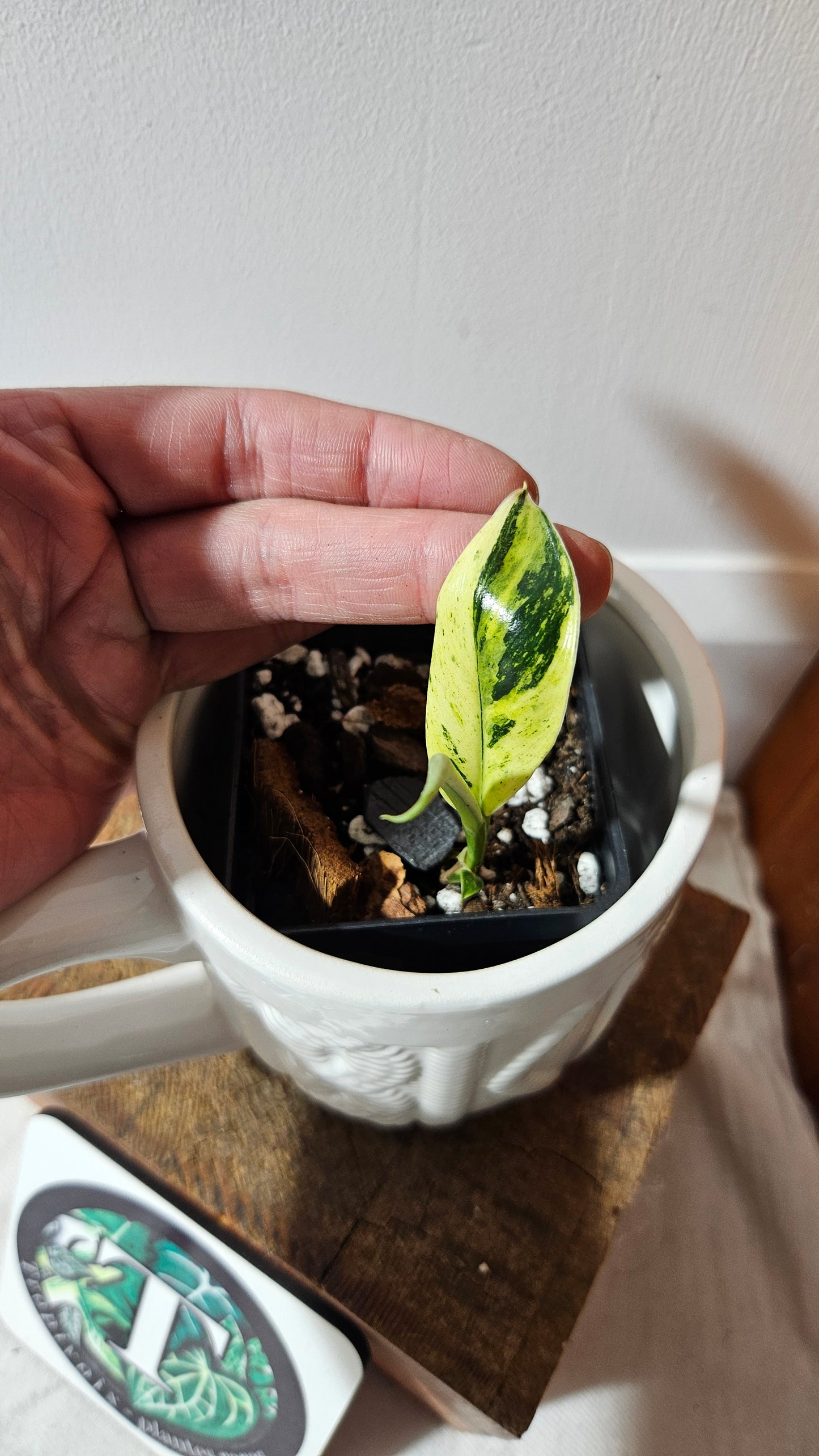 Rhaphidophora Elliptifolia Variegata (AUT-083)