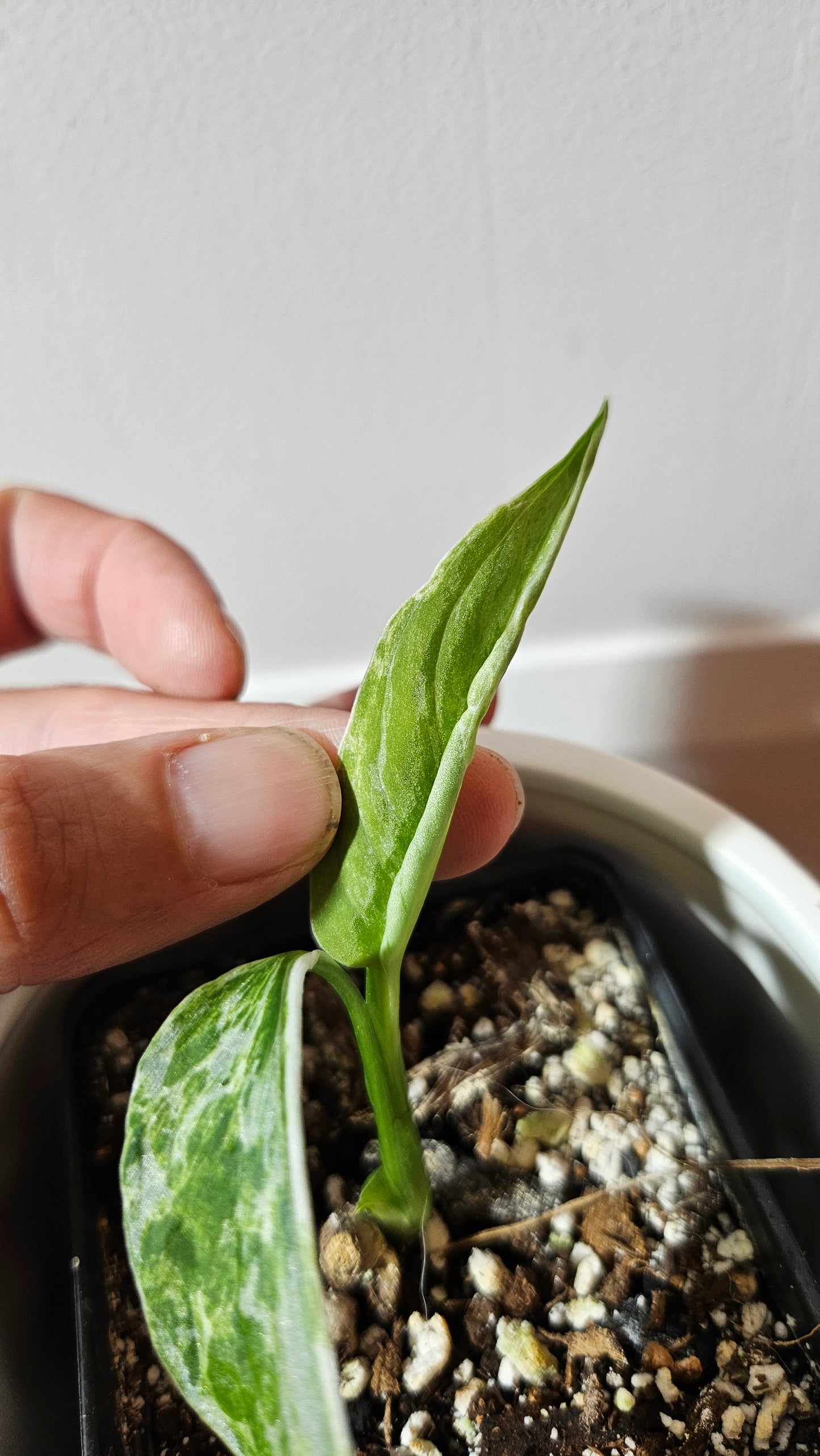 Monstera Andasonii Mint/Indo (MON-477)