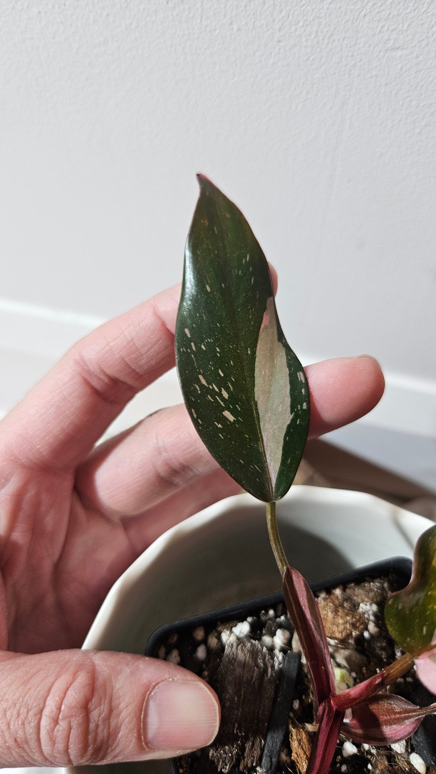 (Philodendron Black Cherry (PHI-712)