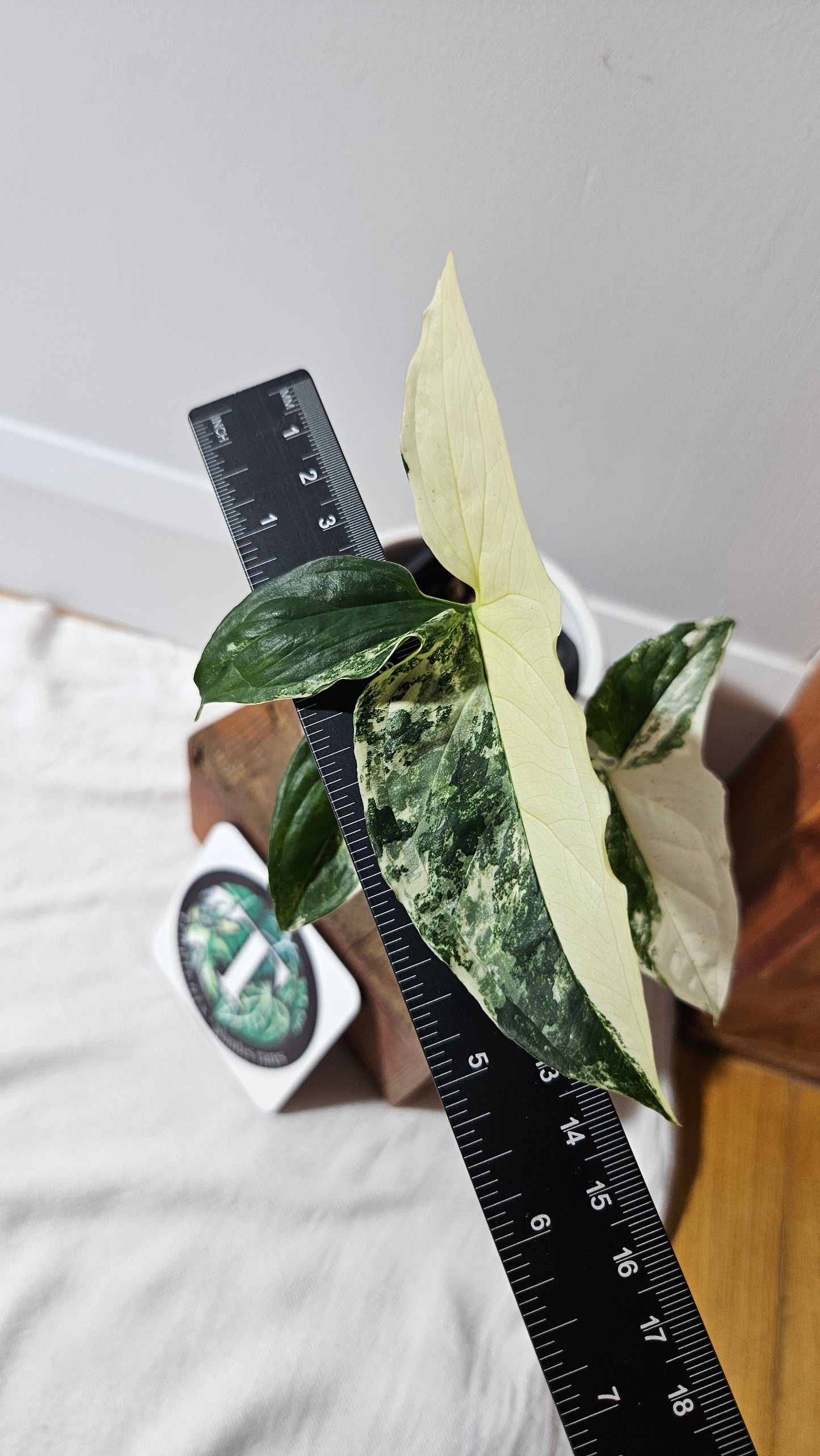 Syngonium Albo (SYN-327)