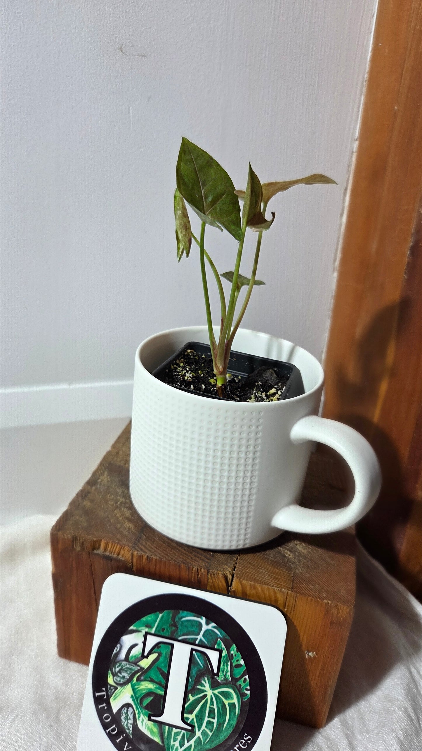 Syngonium Matcha Sprinkle (SYN-485)