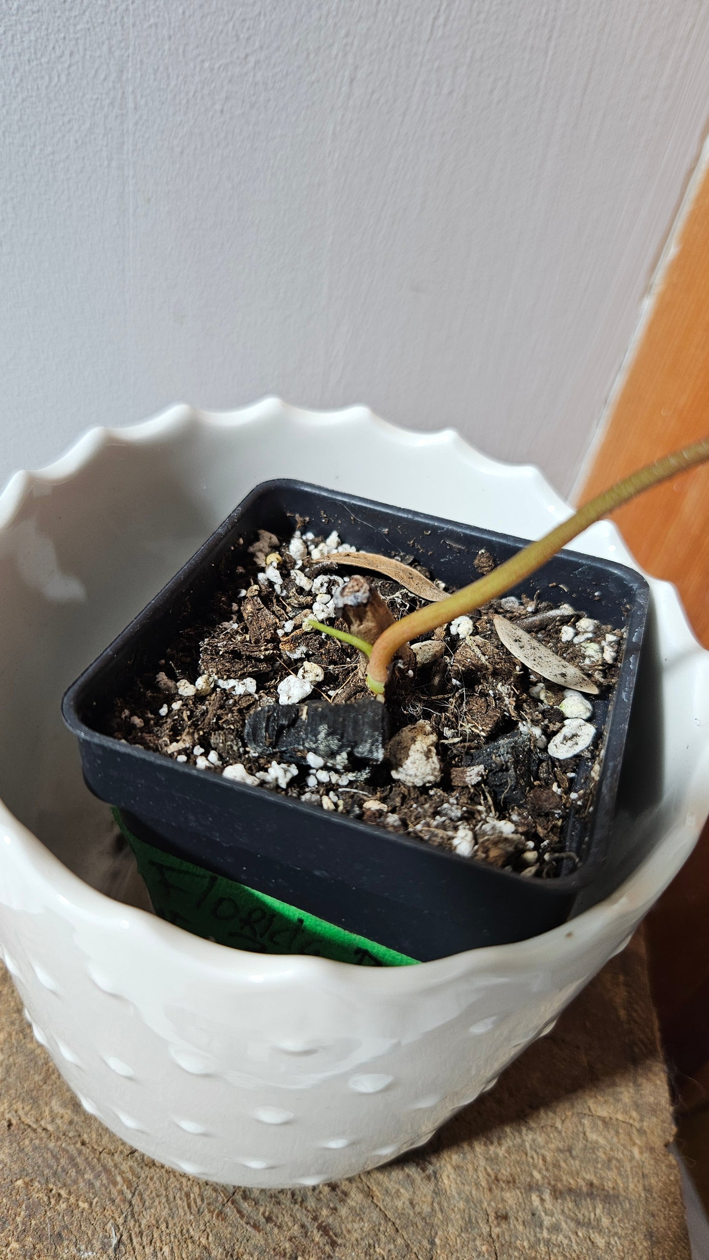 Philodendron Florida Beauty (PHI-877)