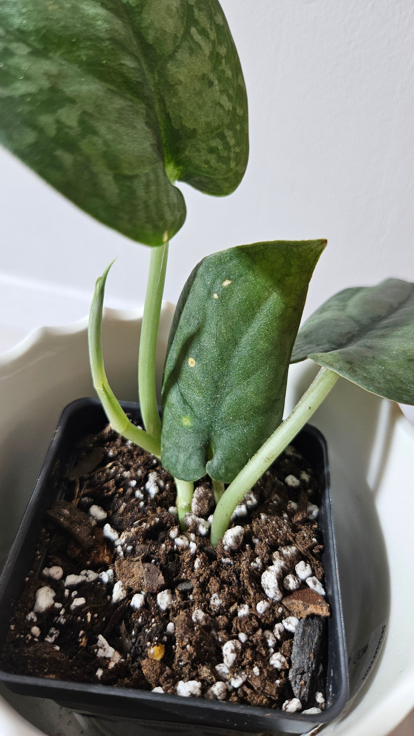 Scindapsus Dark Splash Bornéo (SCI-1019)