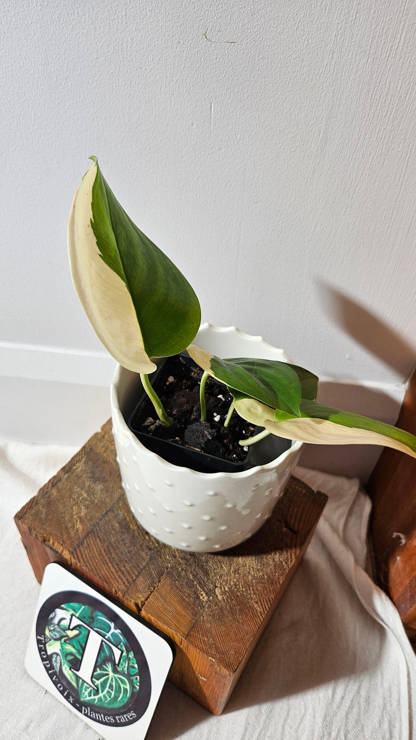 Scindapsus Moonlight Albo (SCI-976)