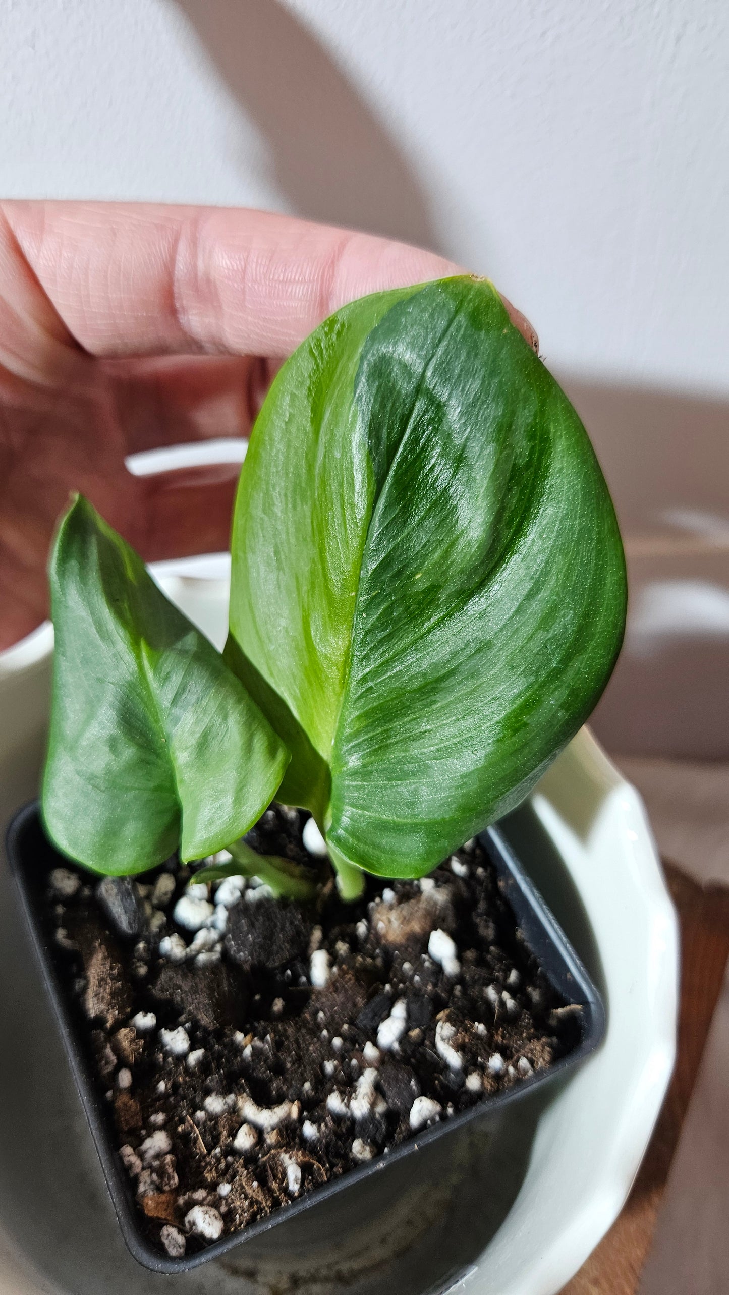 Scindapsus Treubii Moonlight "Green on green" (SCI-982)