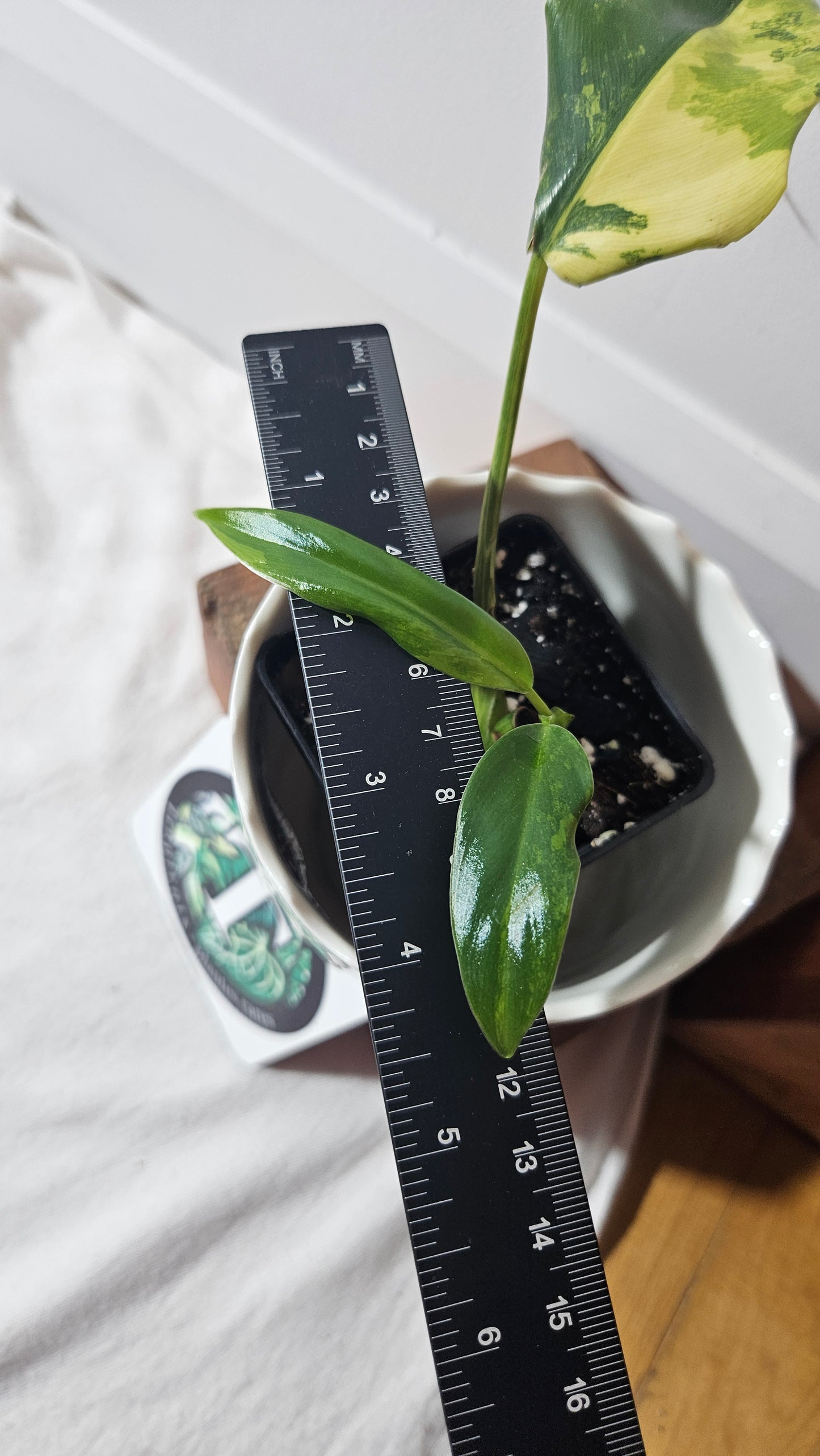 Philodendron Domesticum Variegata (PHI-775)
