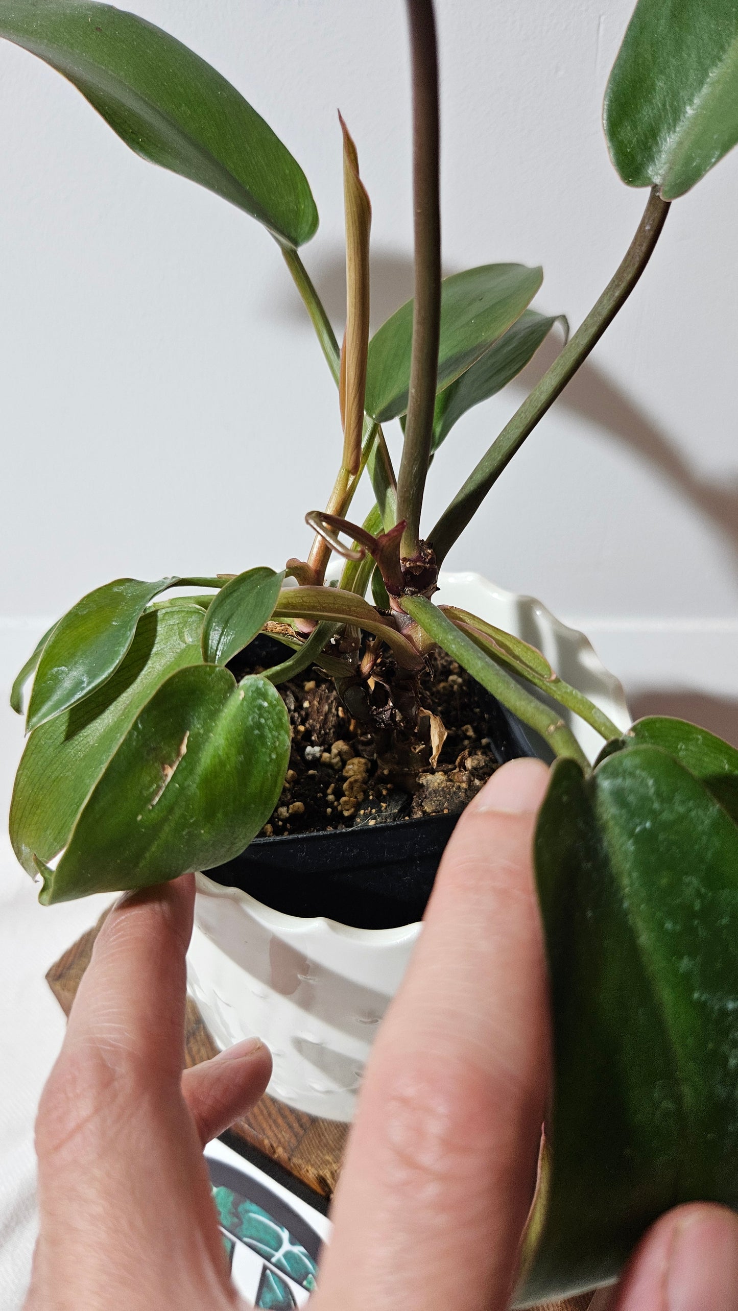 Philodendron Florida Bronze (PHI-434)