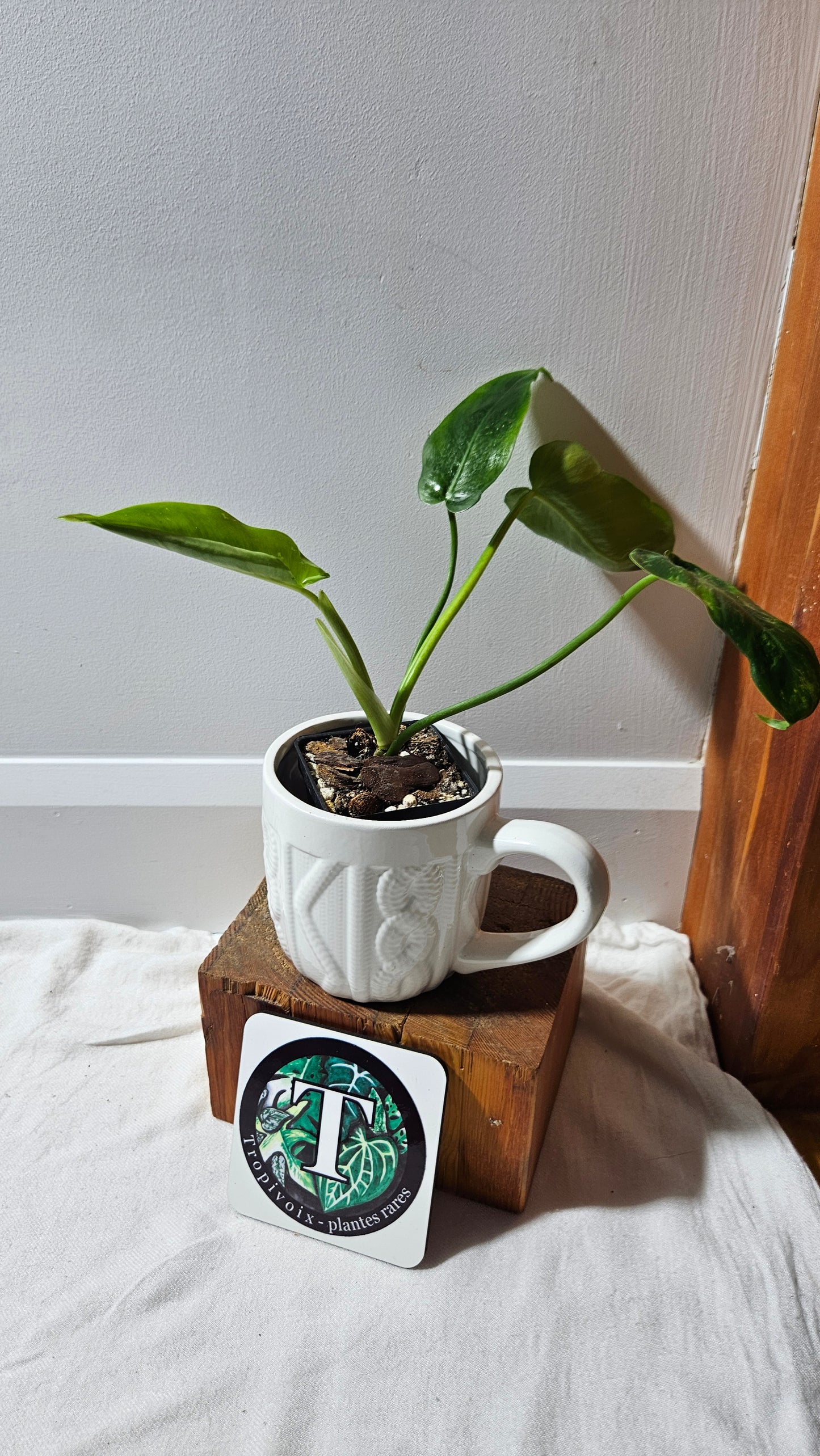 Philodendron Lime fiddle/ Minarum (PHI-909)