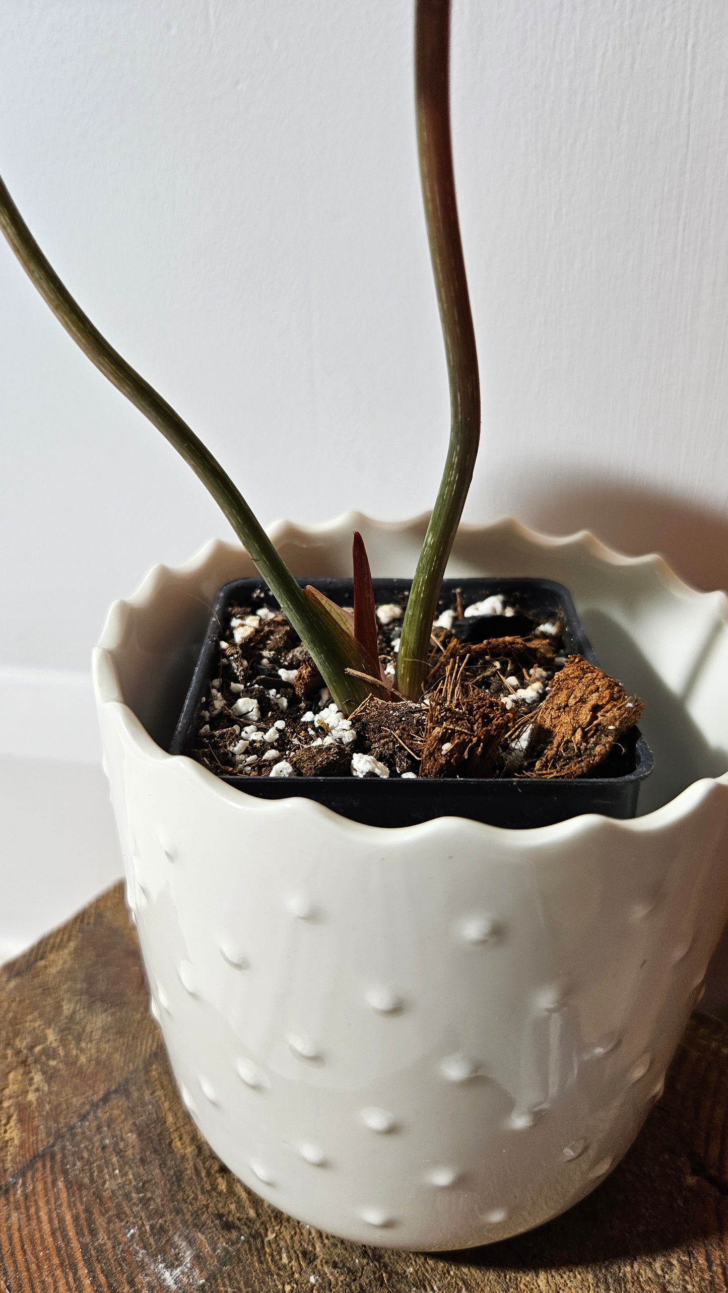 Philodendron Gloriosum Dark (PHI-832)