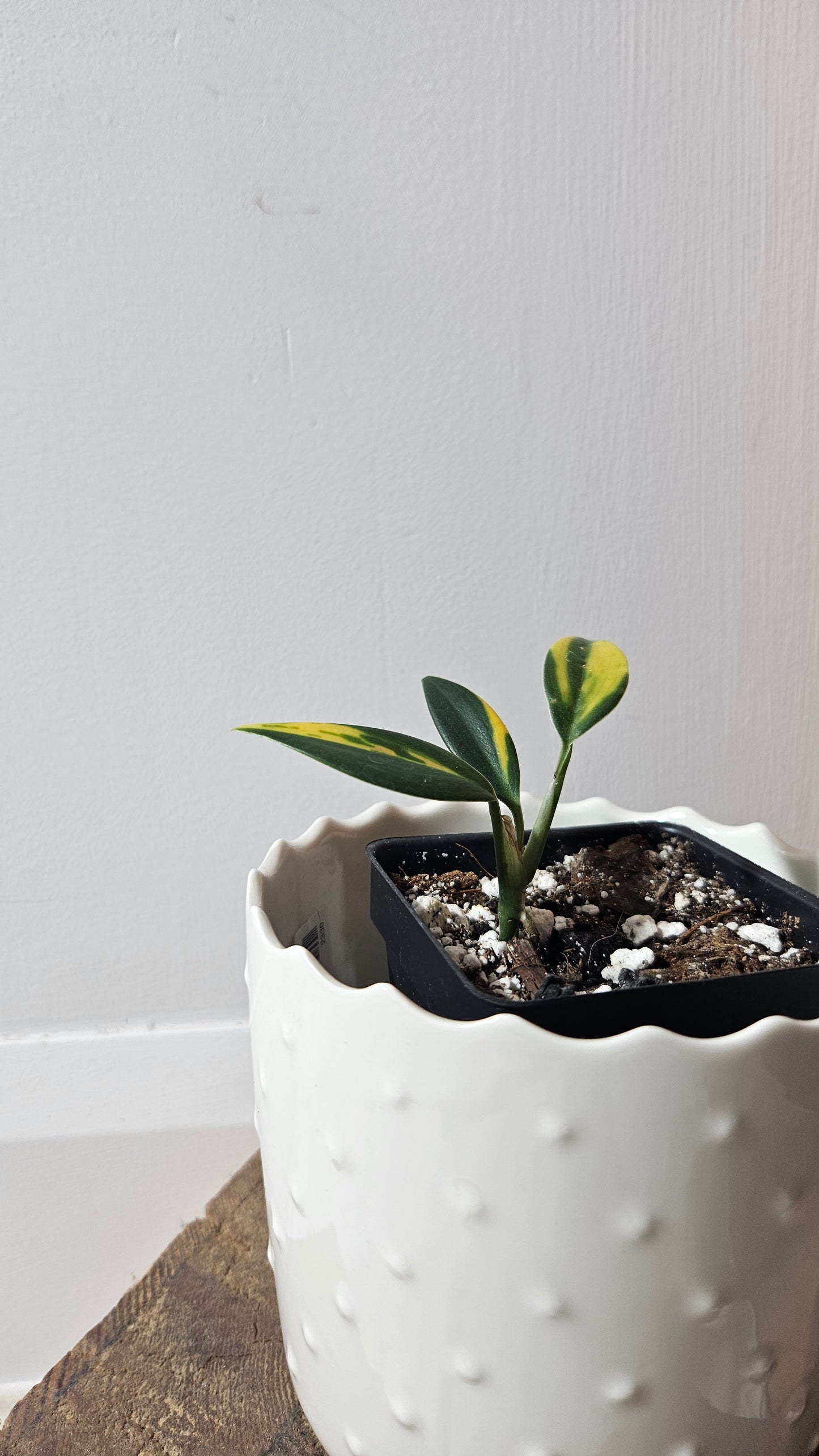 Scindapsus Coriaceus Aurea(SCI-786)