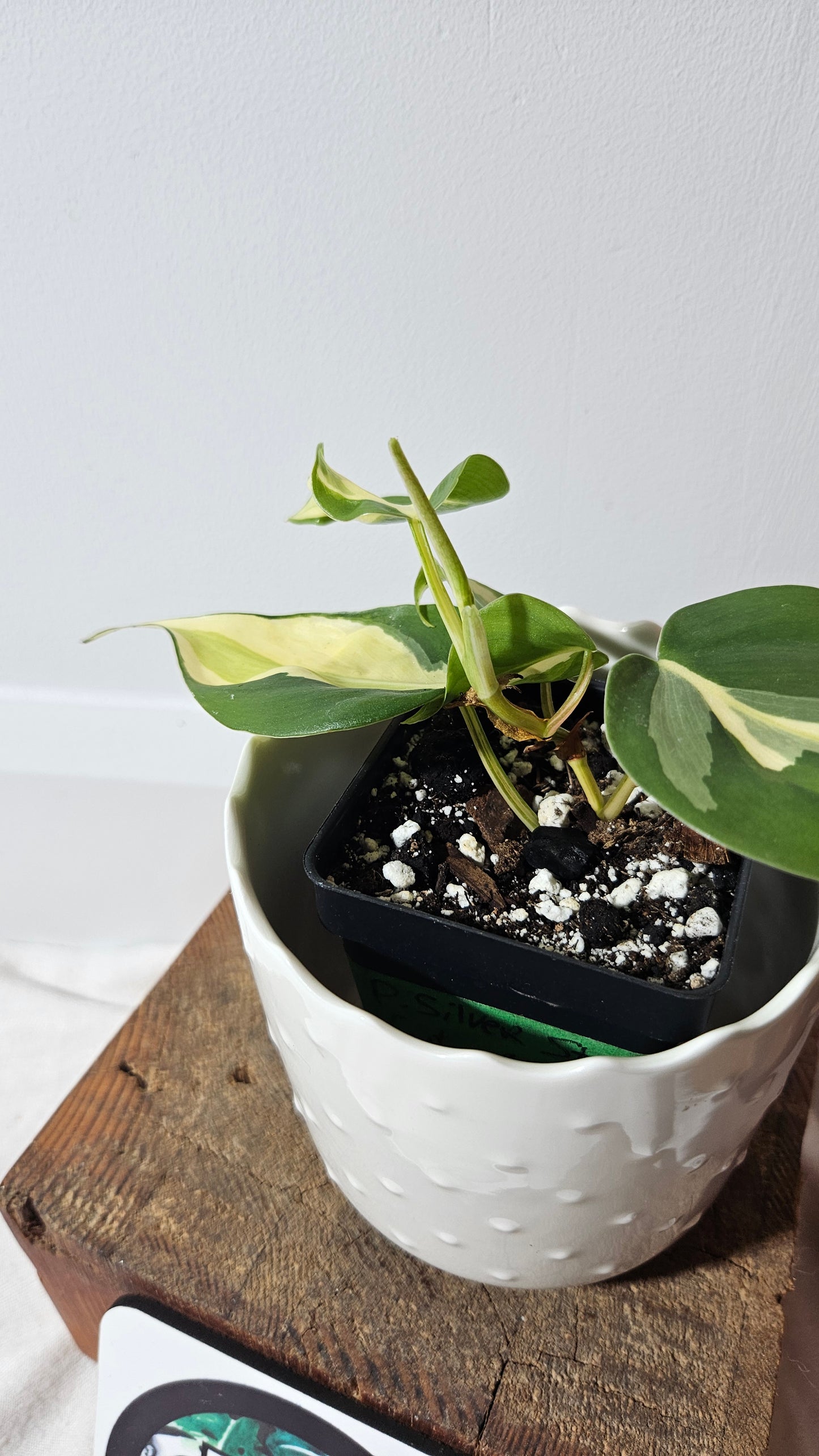 Philodendron Hederaceum Silver Stripe (PHI-738)